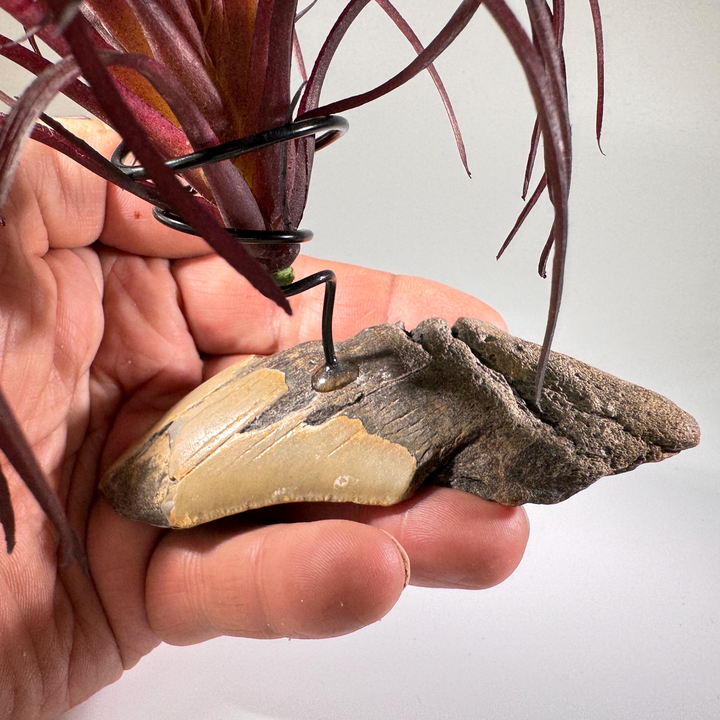 [shopname] - Air plant holder - Megalodon tooth - air plant NOT INCLUDED, rock decor