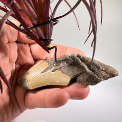 [shopname] - Air plant holder - Megalodon tooth - air plant NOT INCLUDED, rock decor