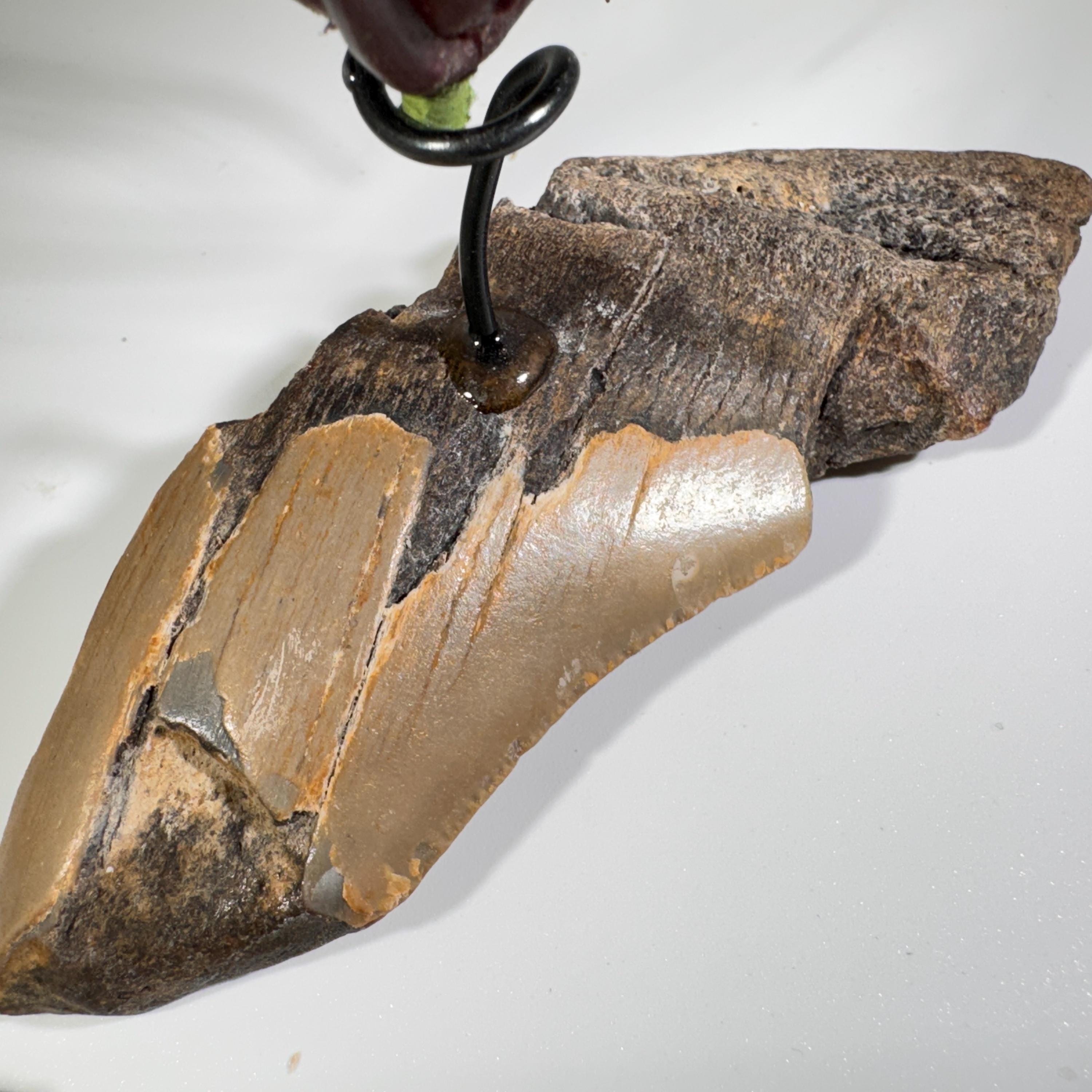 [shopname] - Air plant holder - Megalodon tooth - air plant NOT INCLUDED, rock decor