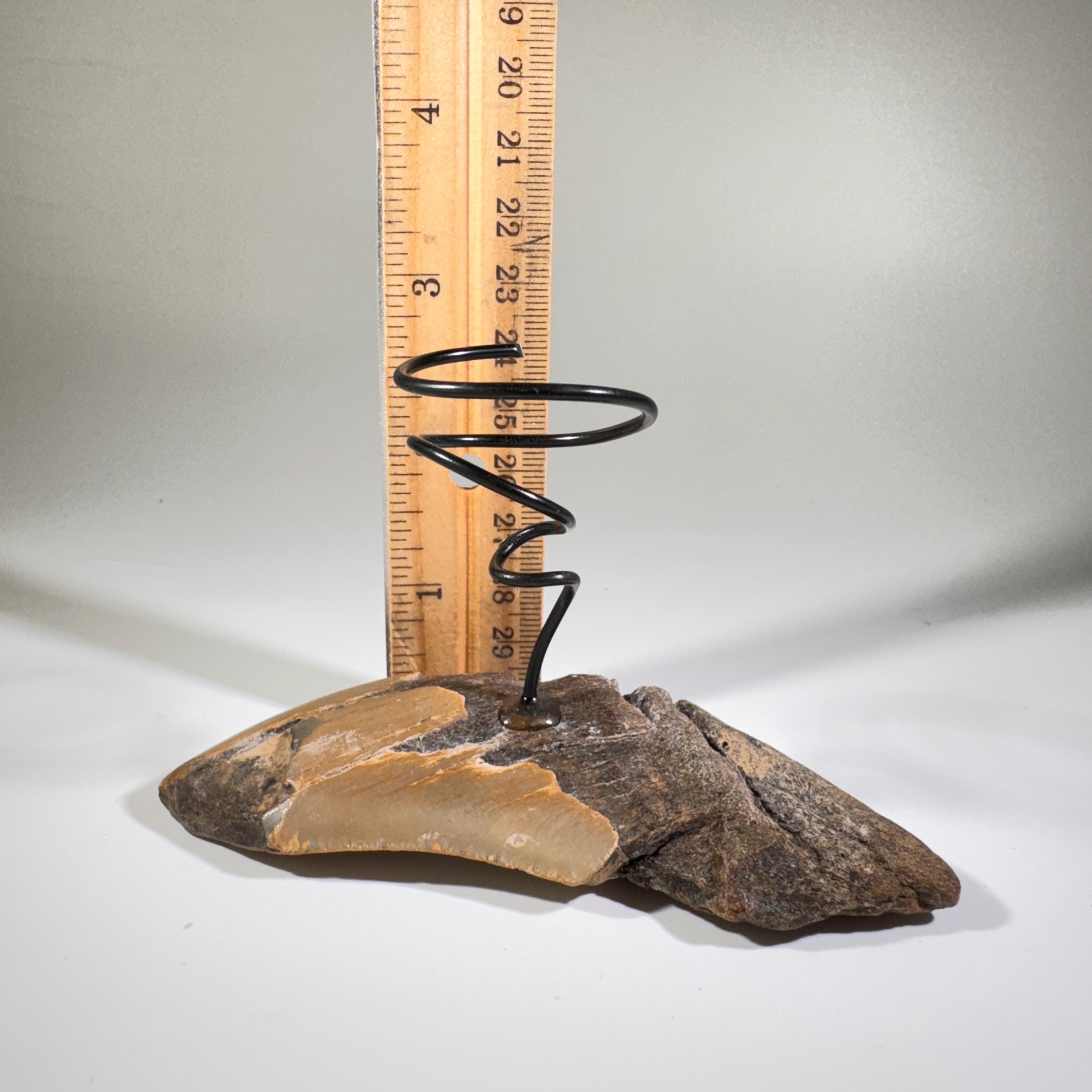 [shopname] - Air plant holder - Megalodon tooth - air plant NOT INCLUDED, rock decor