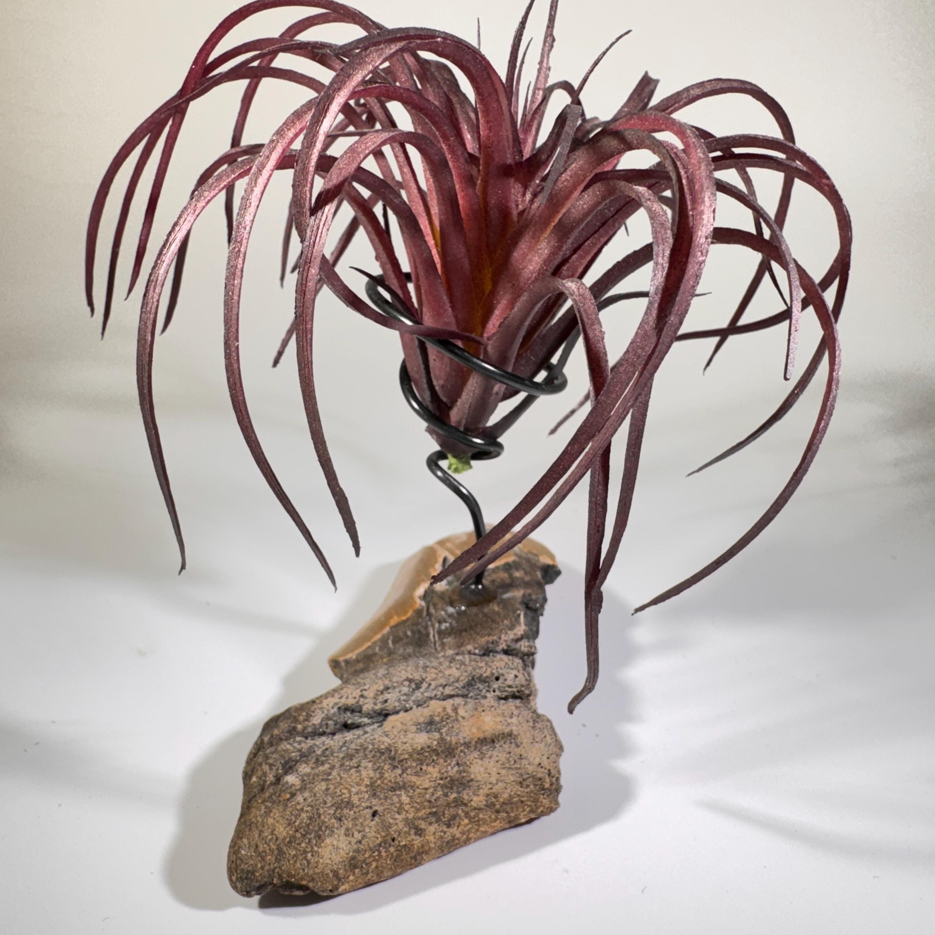 [shopname] - Air plant holder - Megalodon tooth - air plant NOT INCLUDED, rock decor