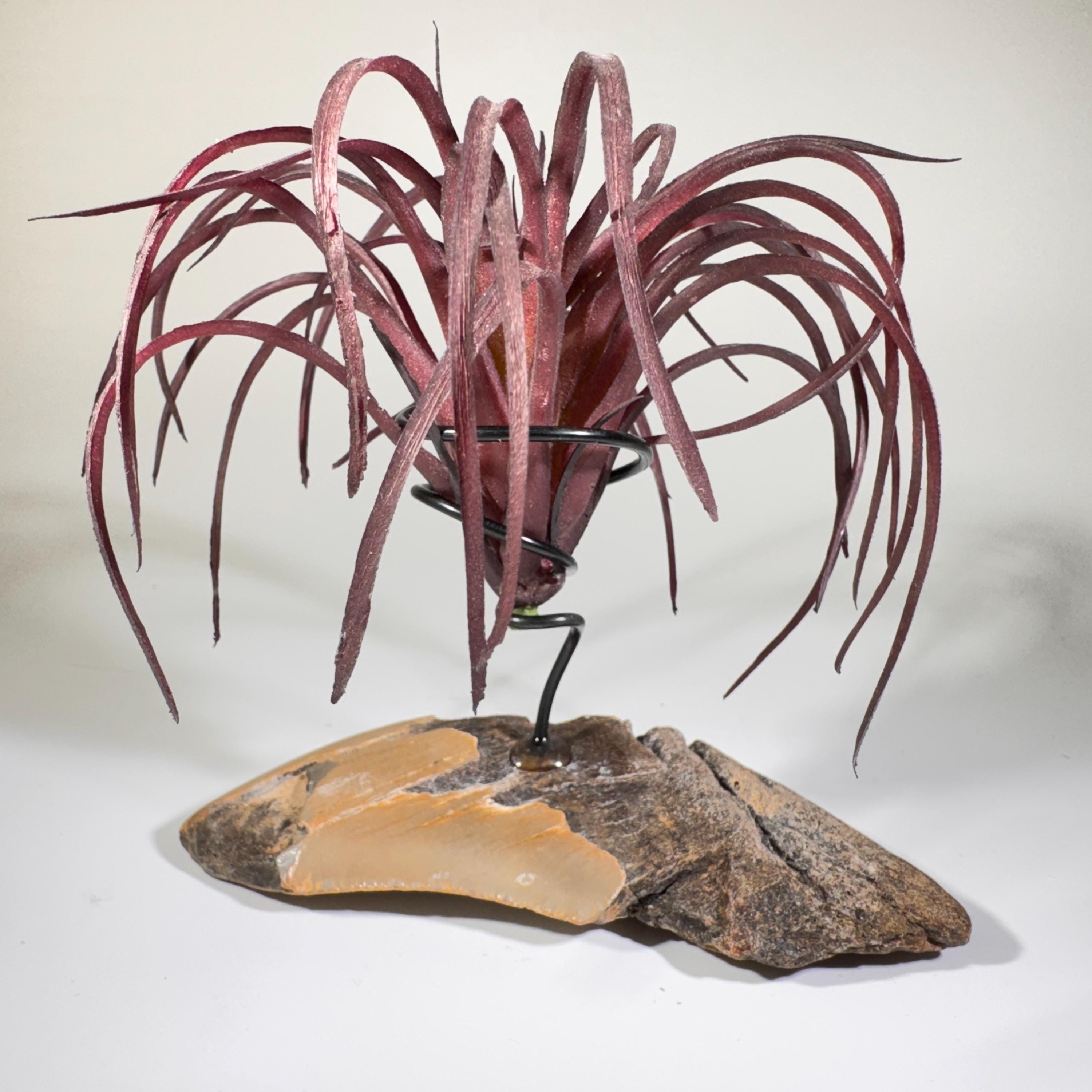 [shopname] - Air plant holder - Megalodon tooth - air plant NOT INCLUDED, rock decor
