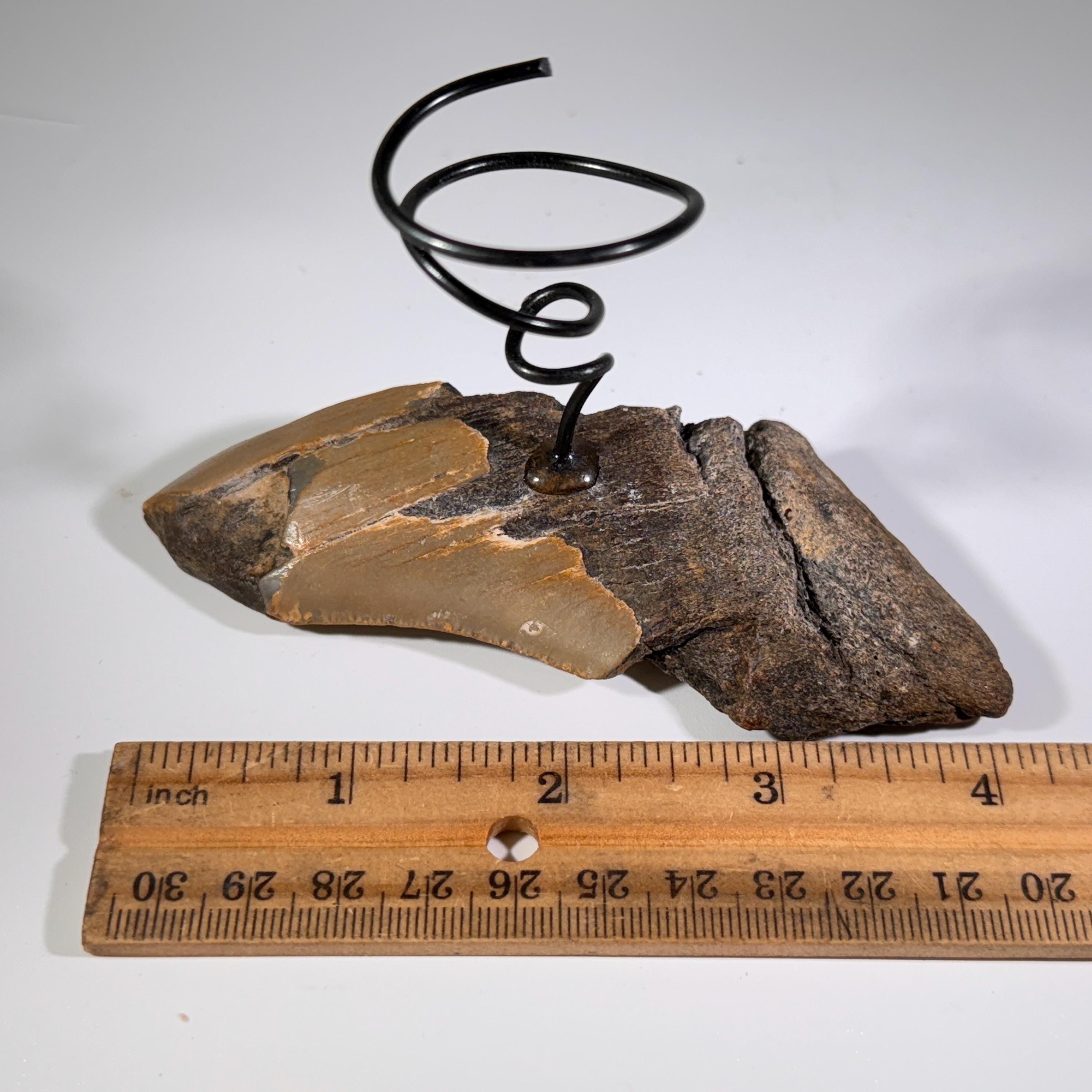 [shopname] - Air plant holder - Megalodon tooth - air plant NOT INCLUDED, rock decor