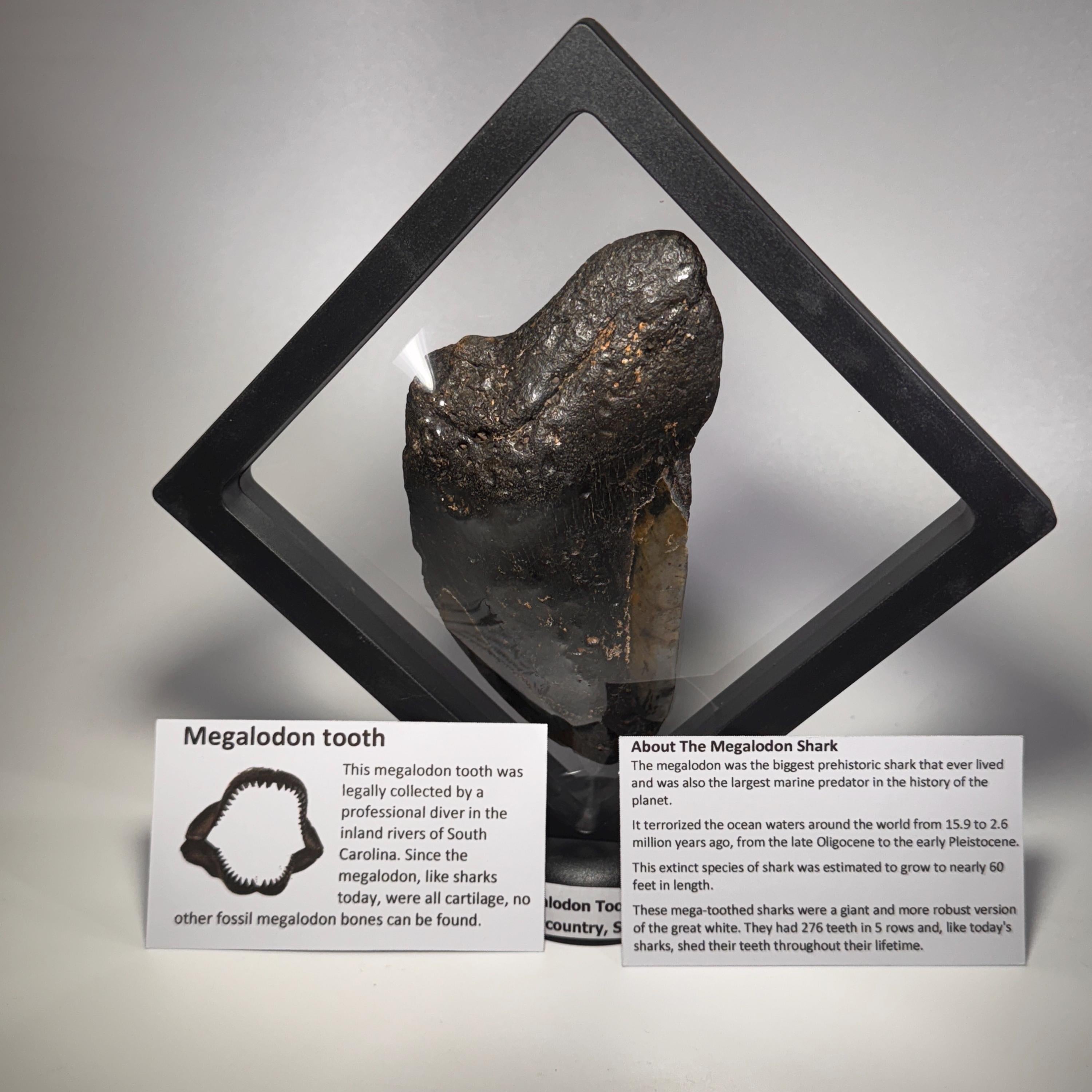 [shopname] - Real Megalodon Tooth, 5 inches long, rock decor