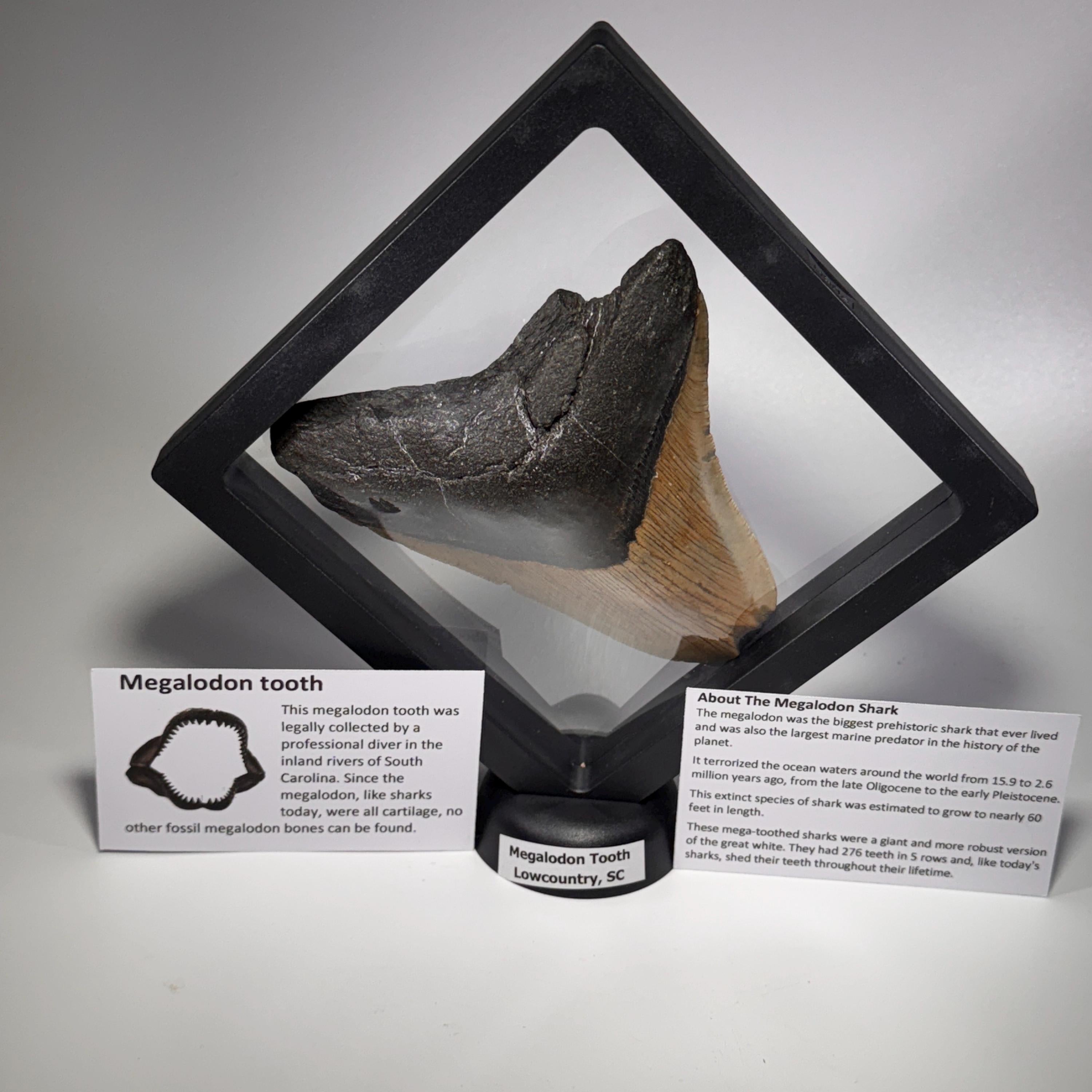 [shopname] - Megalodon Tooth, 4.5 inches long, rock decor