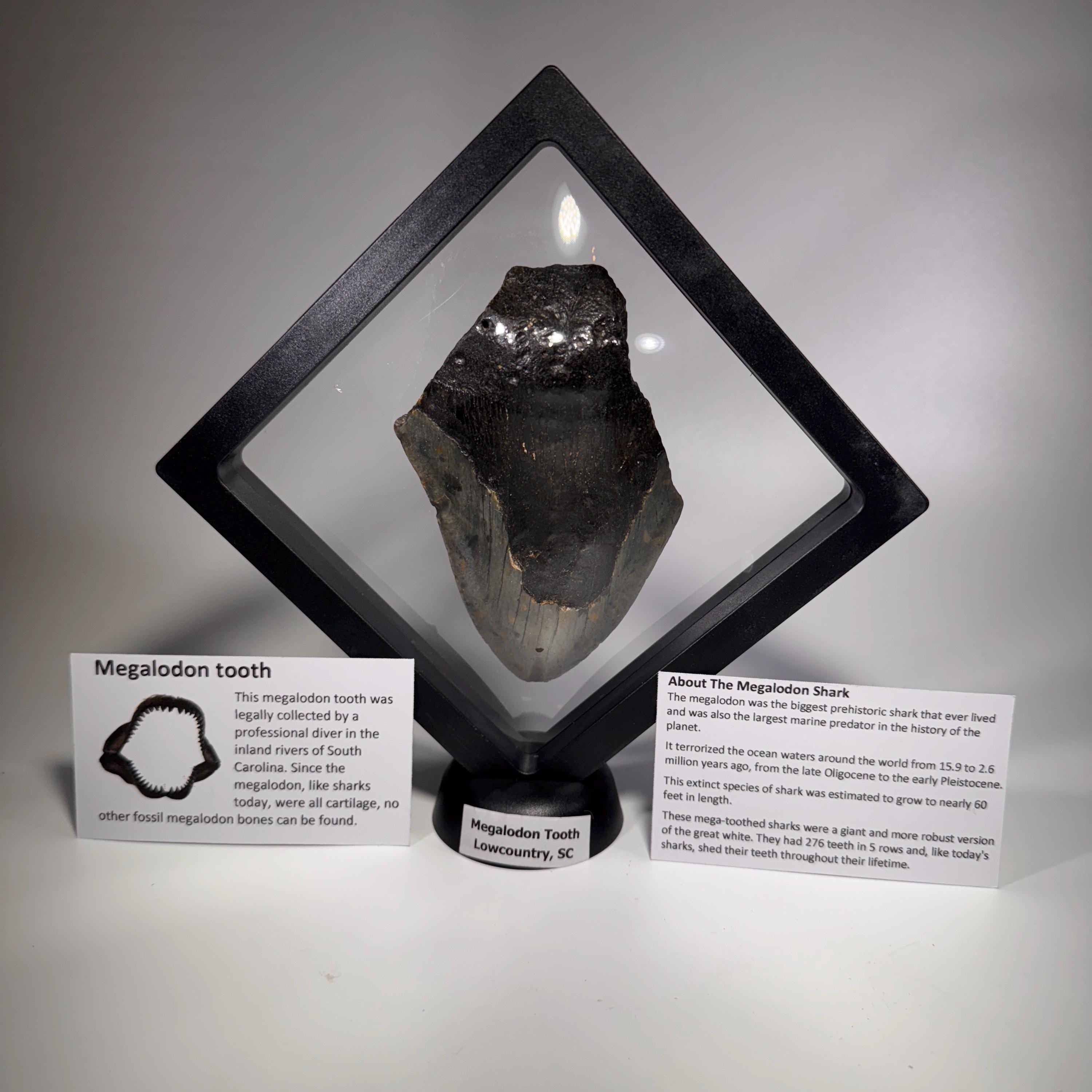 [shopname] - Real Fossil Megalodon Tooth, 4.5 inches long, rock decor