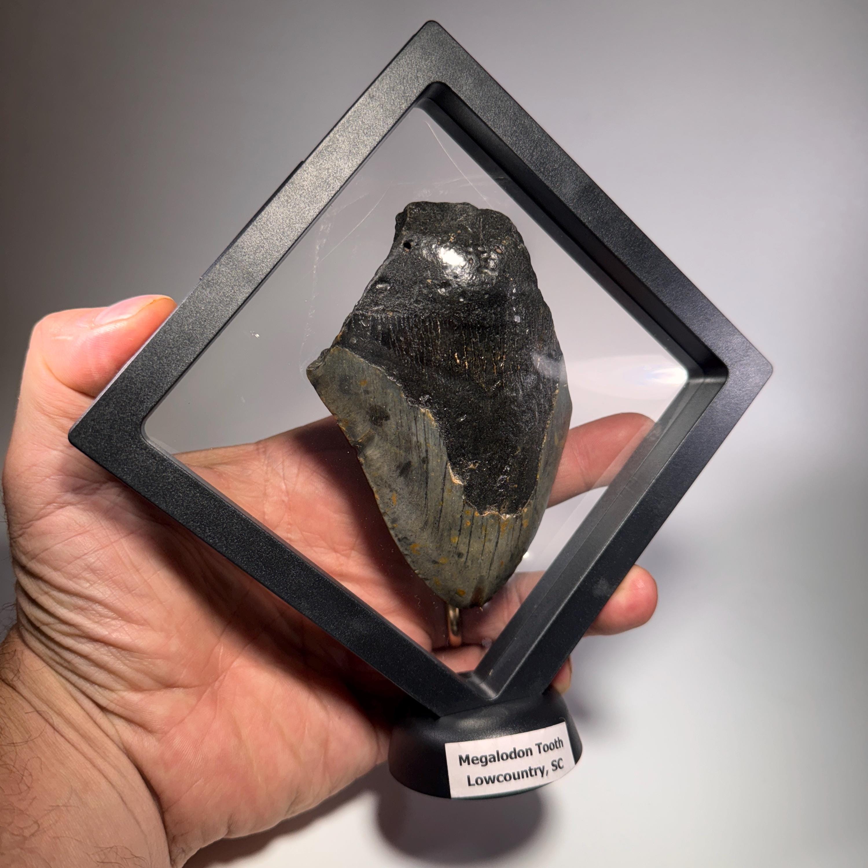 [shopname] - Real Fossil Megalodon Tooth, 4.5 inches long, rock decor