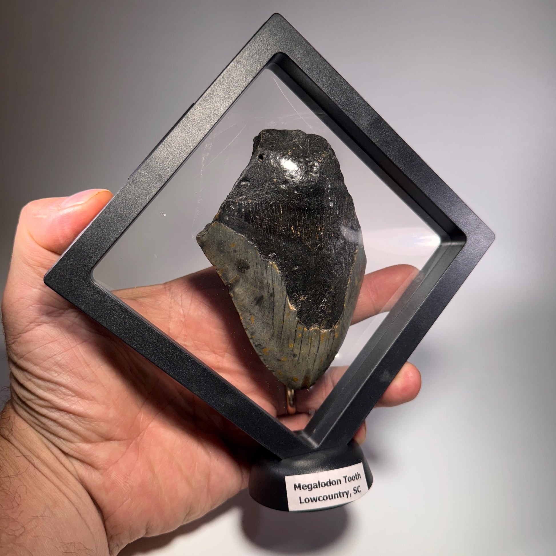 [shopname] - Real Fossil Megalodon Tooth, 4.5 inches long, rock decor