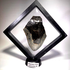 [shopname] - Real Fossil Megalodon Tooth, 4.5 inches long, rock decor