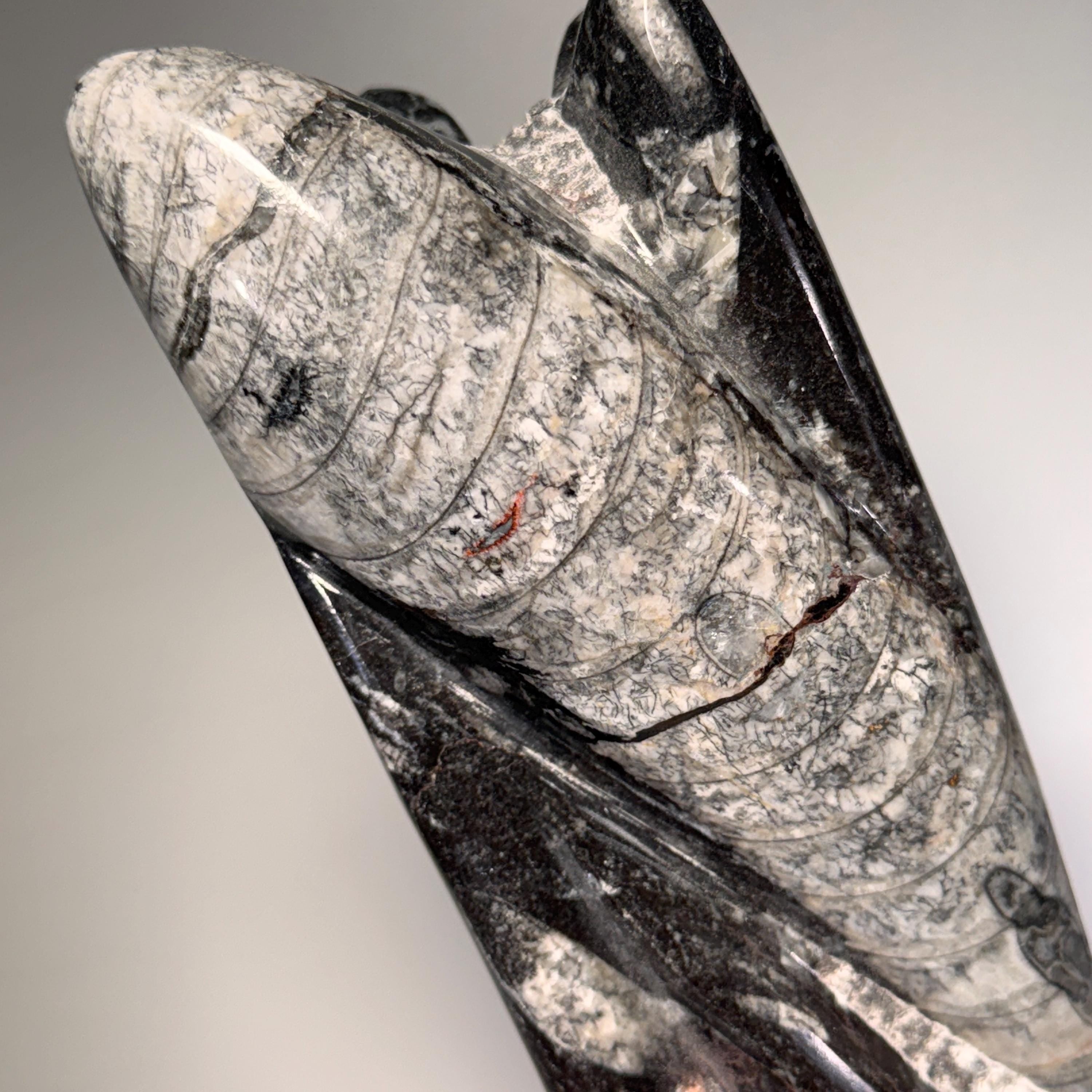 [shopname] - Orthoceras fossil tower | fossil cephalopod, fossil statue, fossil carving, freestanding fossil, collector must have, Morocco specimen, rock decor
