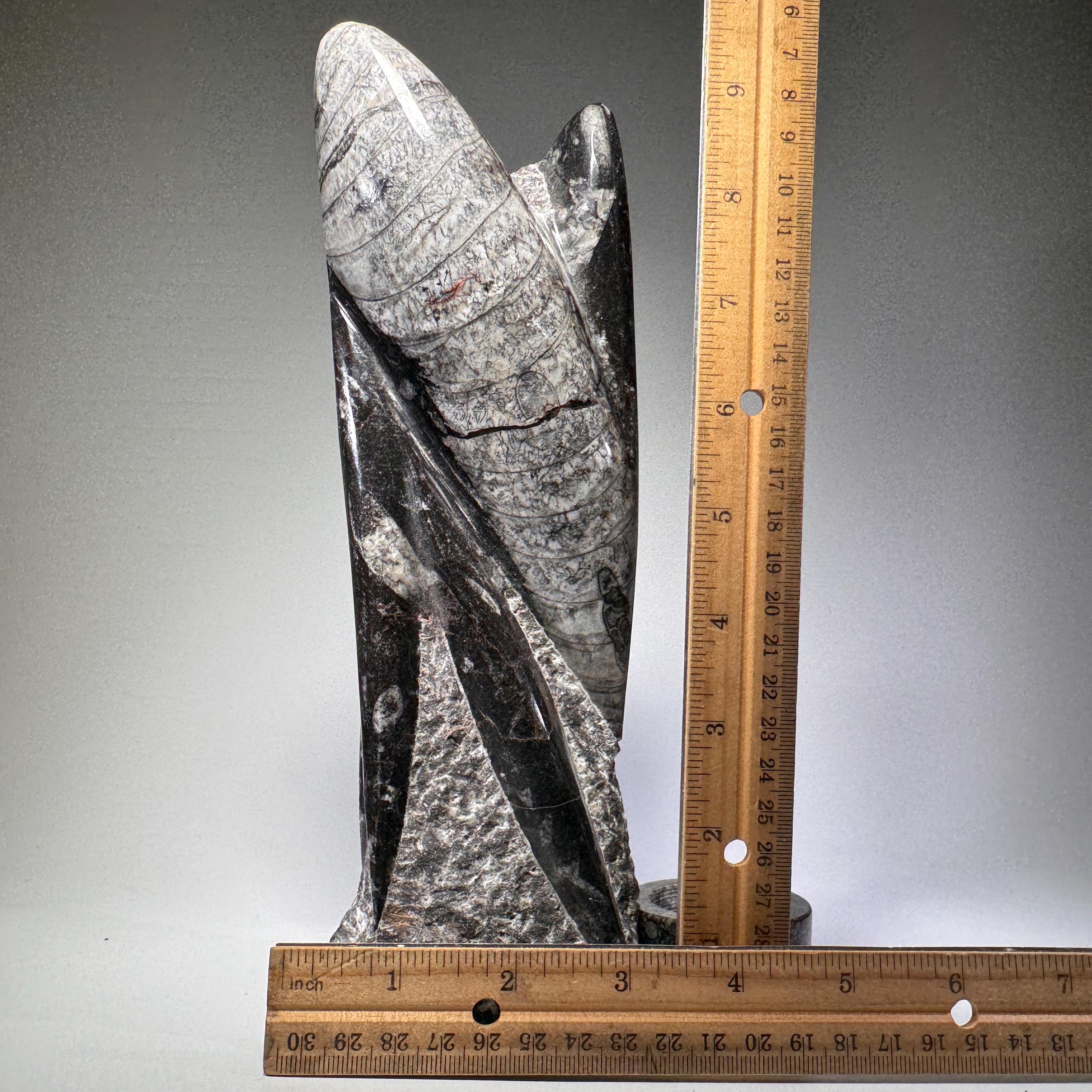 [shopname] - Orthoceras fossil tower | fossil cephalopod, fossil statue, fossil carving, freestanding fossil, collector must have, Morocco specimen, rock decor