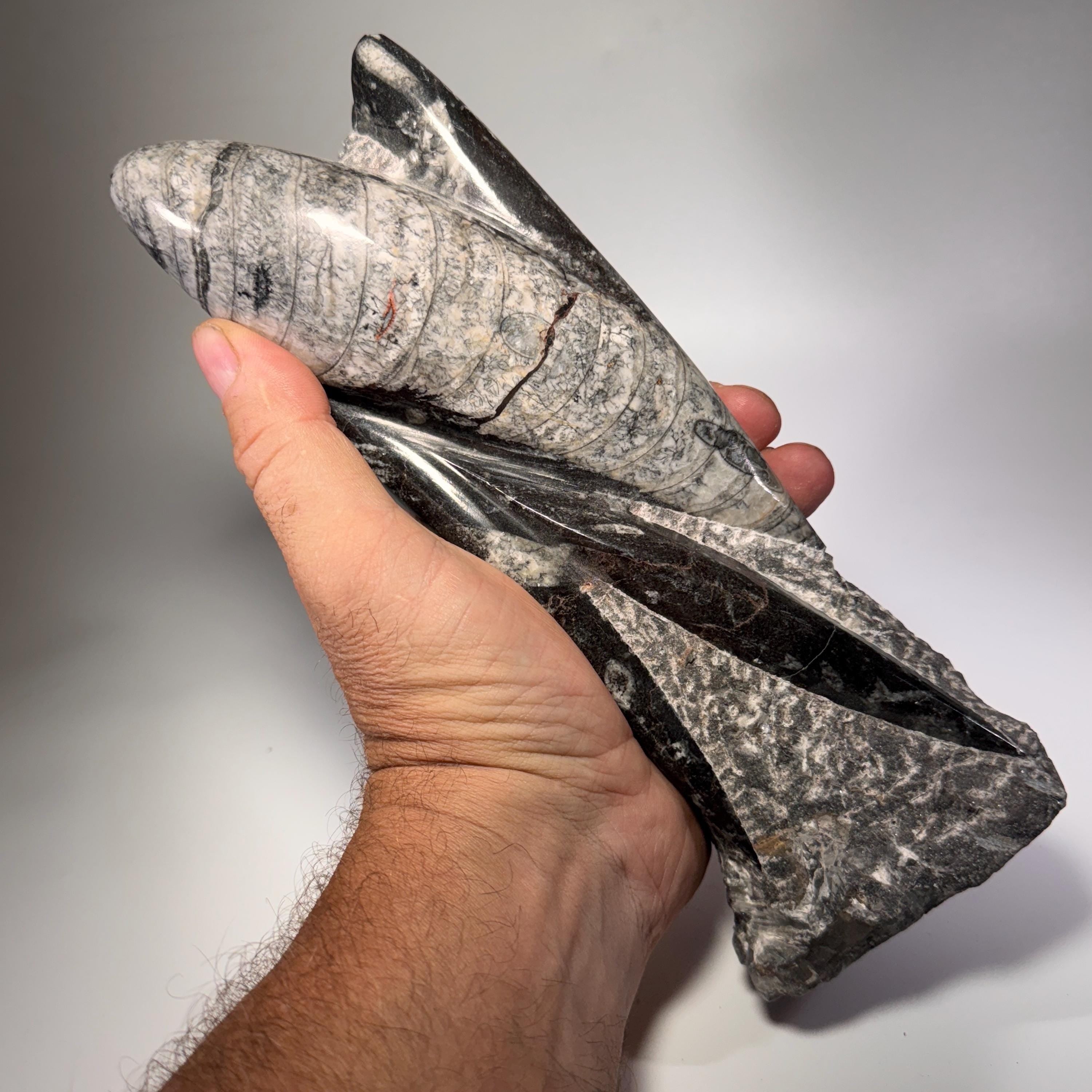 [shopname] - Orthoceras fossil tower | fossil cephalopod, fossil statue, fossil carving, freestanding fossil, collector must have, Morocco specimen, rock decor