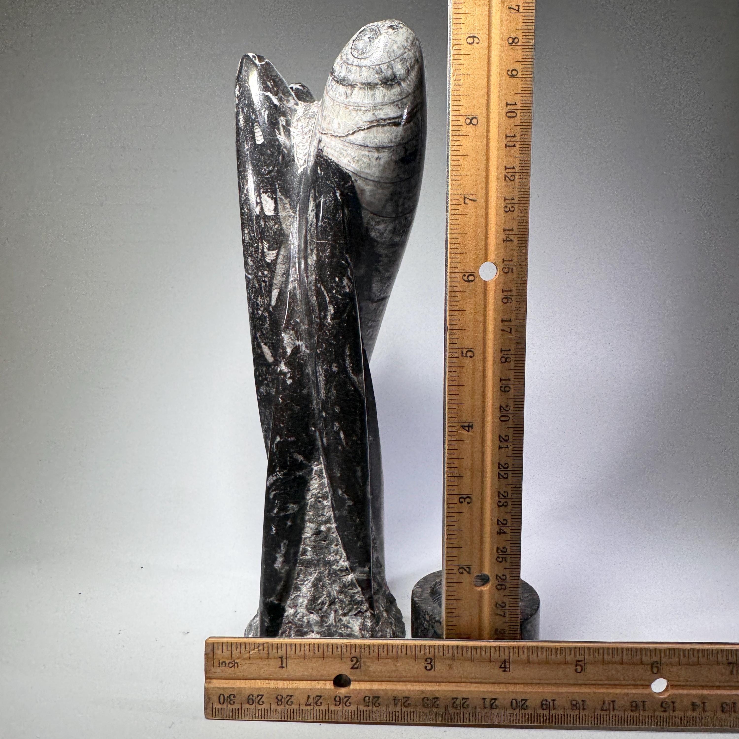 [shopname] - Orthoceras fossil tower | fossil cephalopod, fossil statue, fossil carving, freestanding fossil, collector must have, Morocco specimen, rock decor