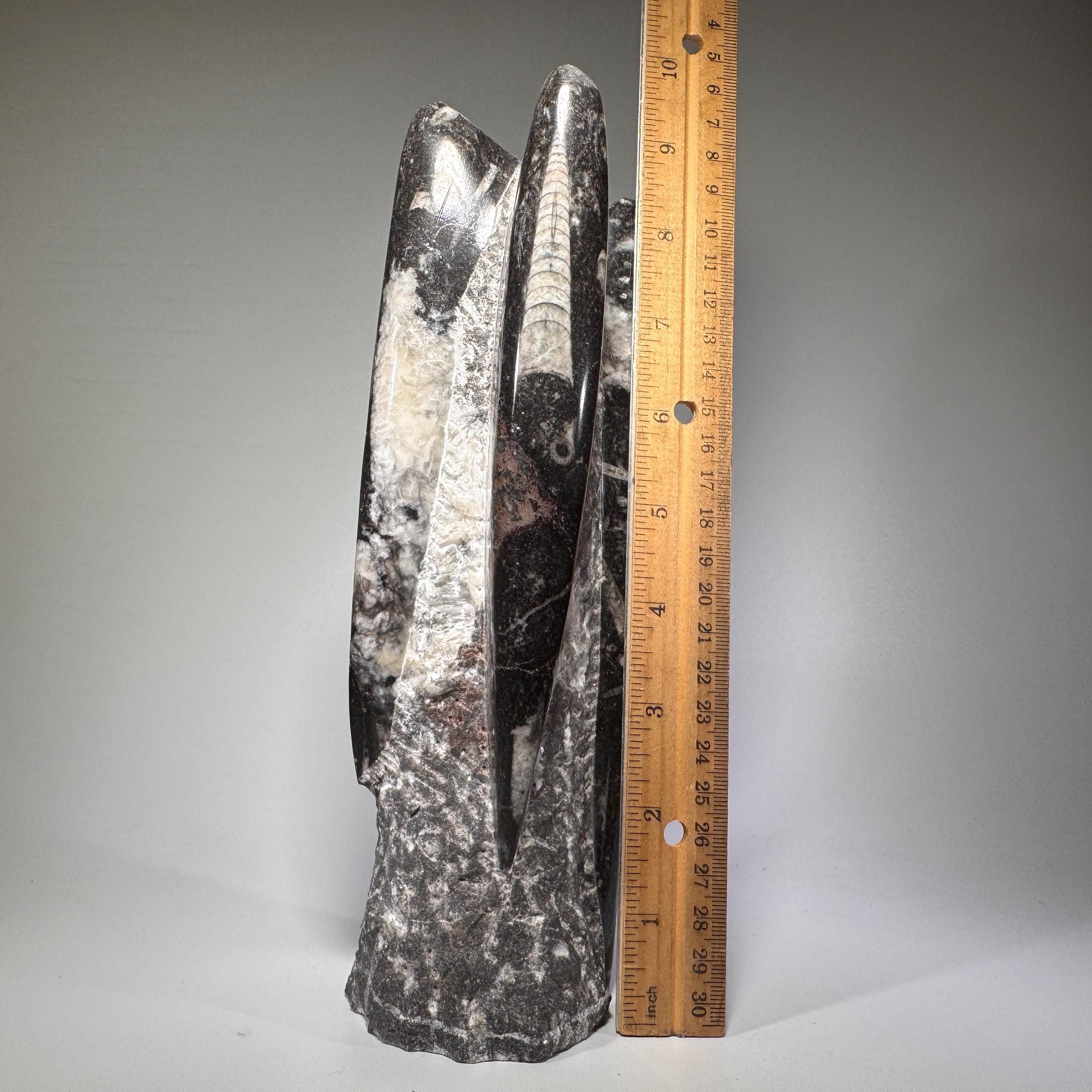 [shopname] - Orthoceras fossil tower, fossil cephalopod, rock decor