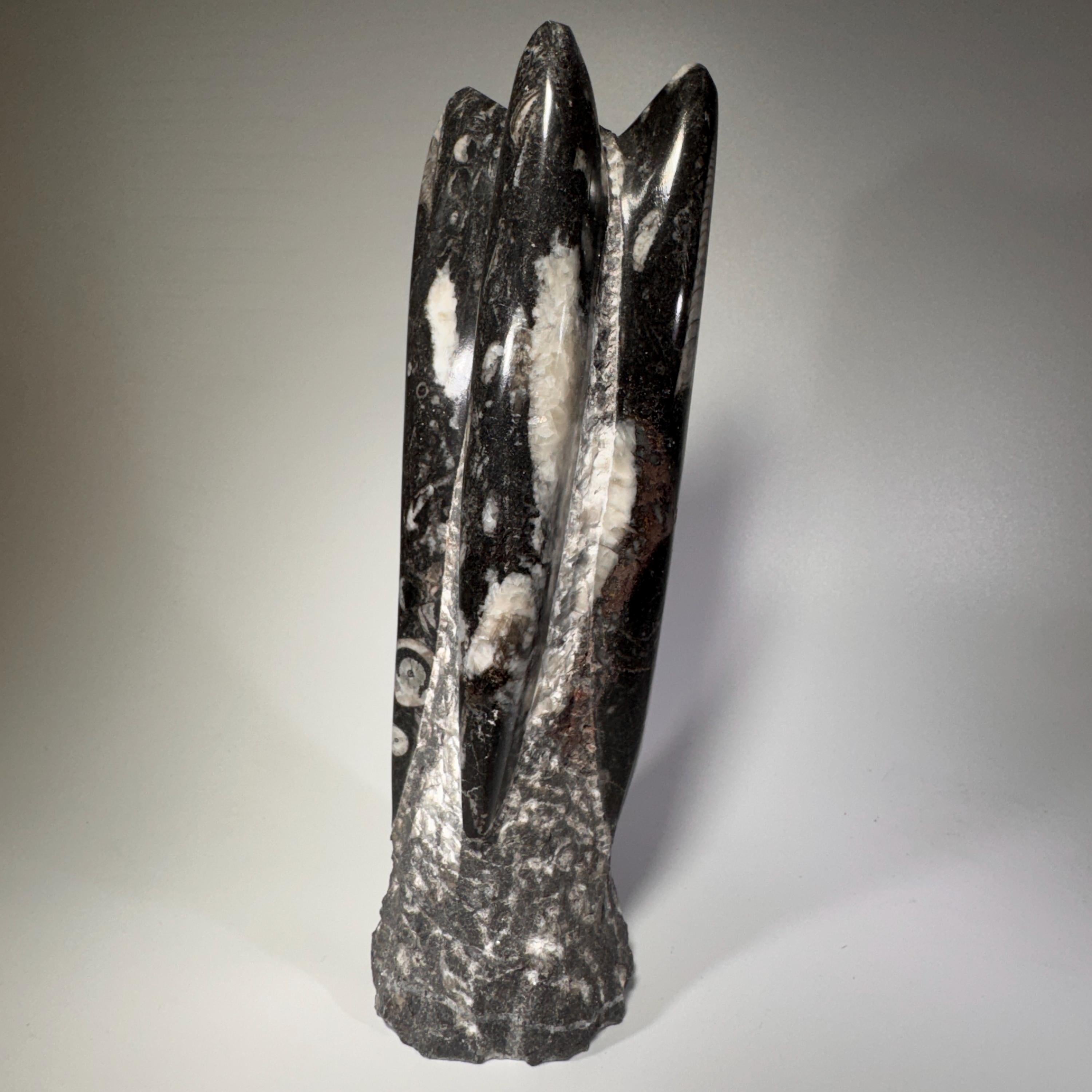 [shopname] - Orthoceras fossil tower, fossil cephalopod, rock decor
