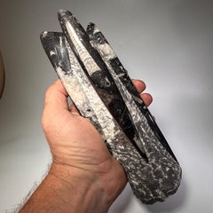 [shopname] - Orthoceras fossil tower, fossil cephalopod, rock decor