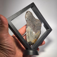 [shopname] - Real Megalodon Tooth, 5 inches long, rock decor