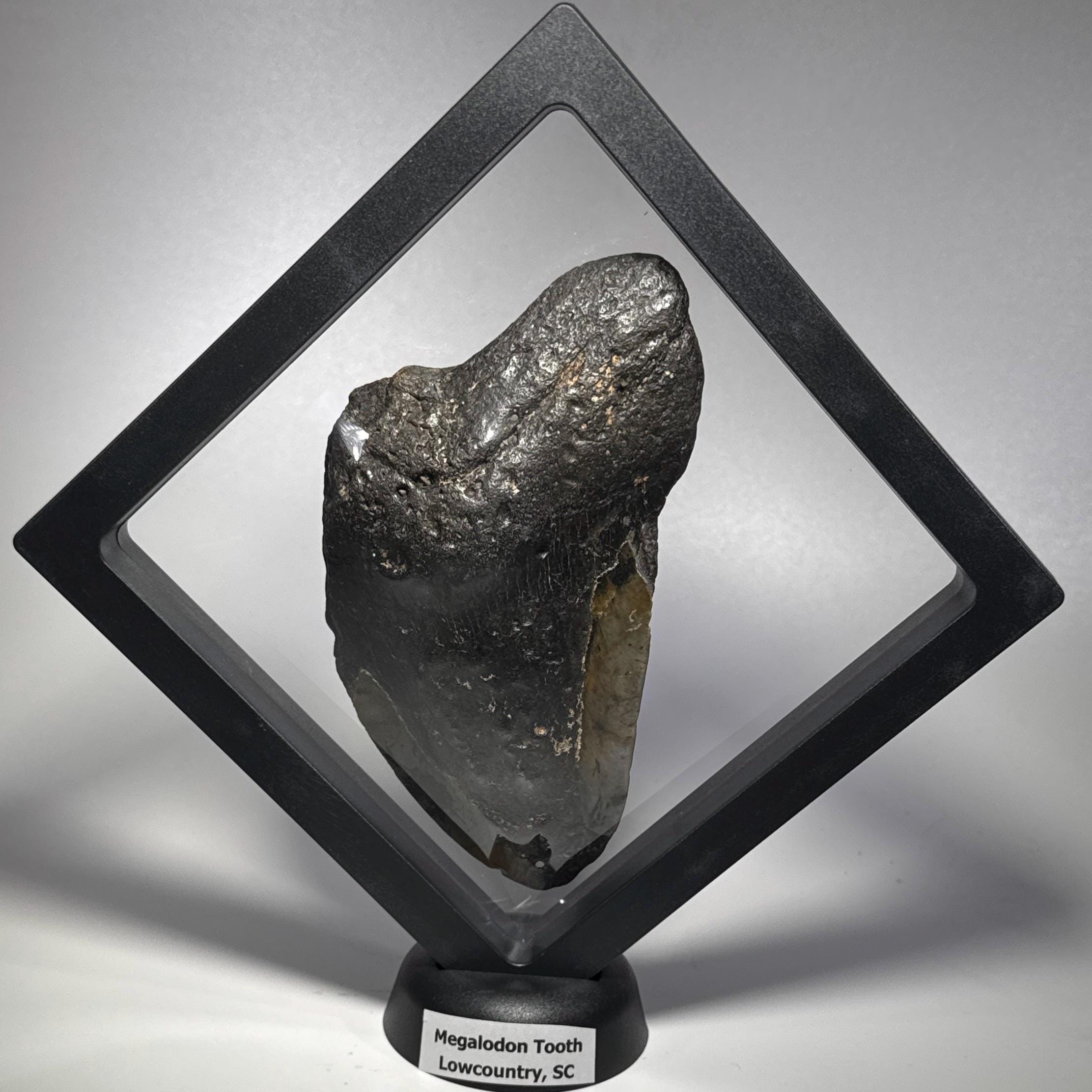 [shopname] - Real Megalodon Tooth, 5 inches long, rock decor