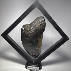 [shopname] - Real Megalodon Tooth, 5 inches long, rock decor