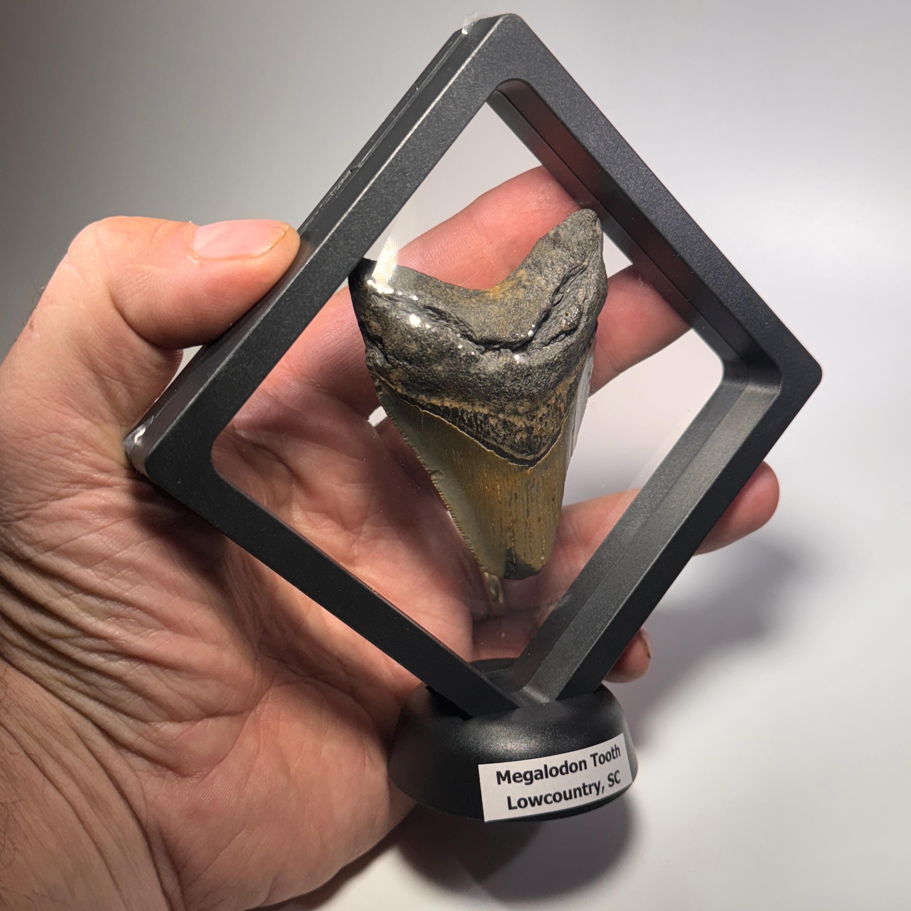 [shopname] - Megalodon Tooth, 3 inches long, rock decor