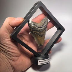 [shopname] - Megalodon Tooth, 3 inches long, rock decor