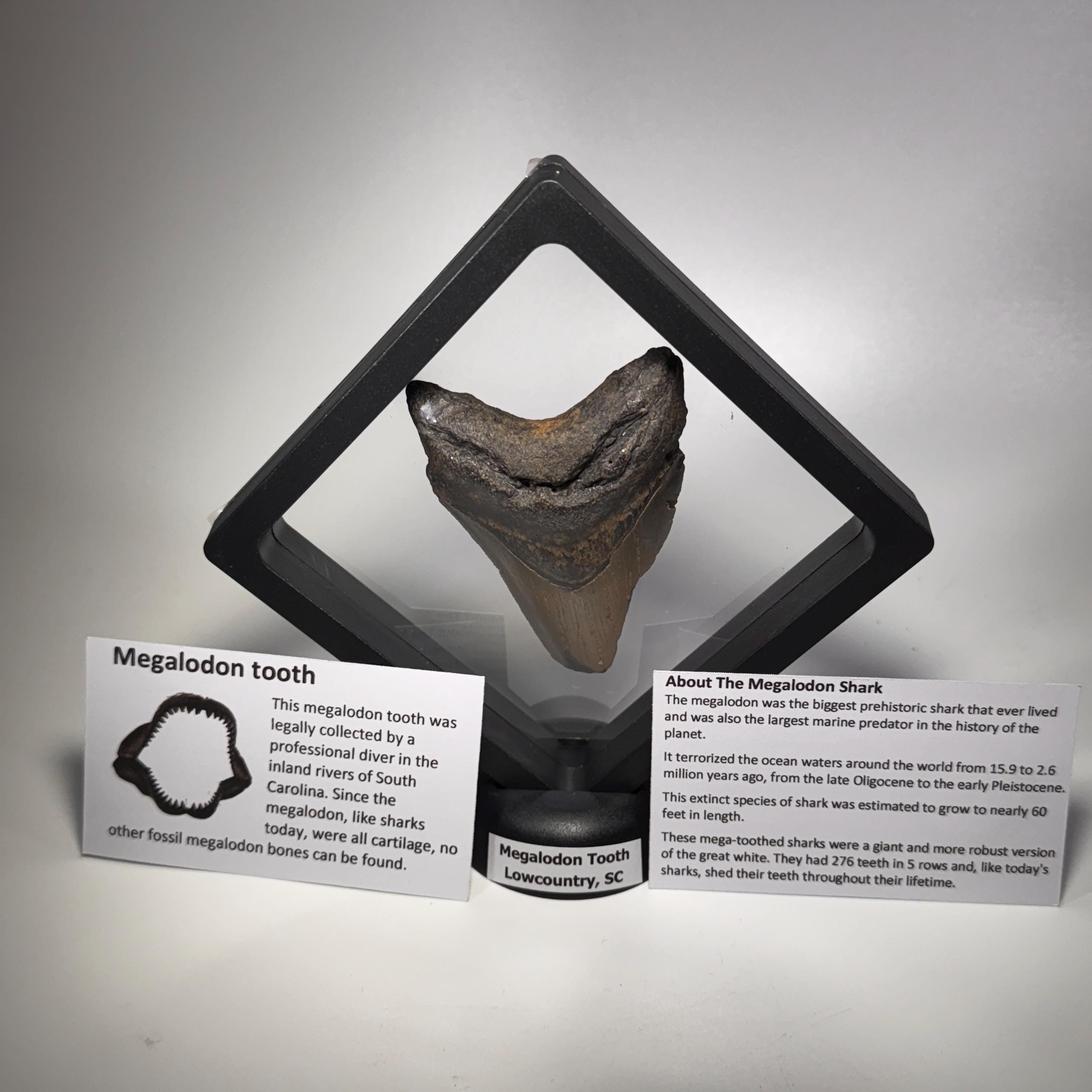 [shopname] - Megalodon Tooth, 3 inches long, rock decor