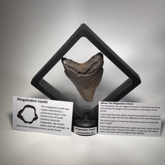 [shopname] - Megalodon Tooth, 3 inches long, rock decor