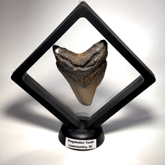 [shopname] - Megalodon Tooth, 3 inches long, rock decor