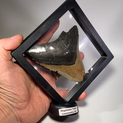 [shopname] - Megalodon Tooth, 4.5 inches long, rock decor