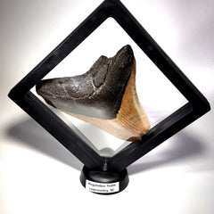 [shopname] - Megalodon Tooth, 4.5 inches long, rock decor