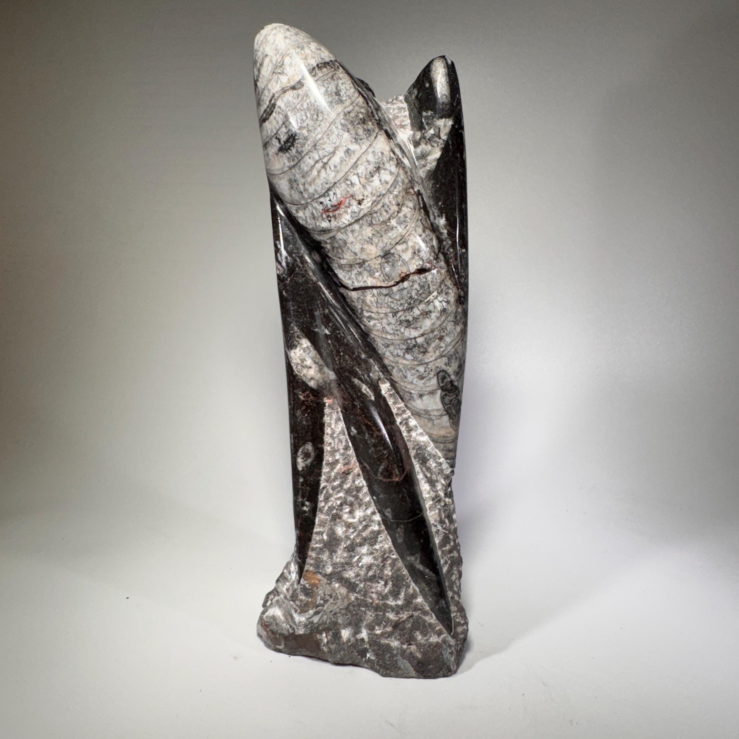[shopname] - Orthoceras fossil tower | fossil cephalopod, fossil statue, fossil carving, freestanding fossil, collector must have, Morocco specimen, rock decor