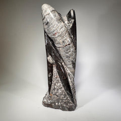 [shopname] - Orthoceras fossil tower | fossil cephalopod, fossil statue, fossil carving, freestanding fossil, collector must have, Morocco specimen, rock decor