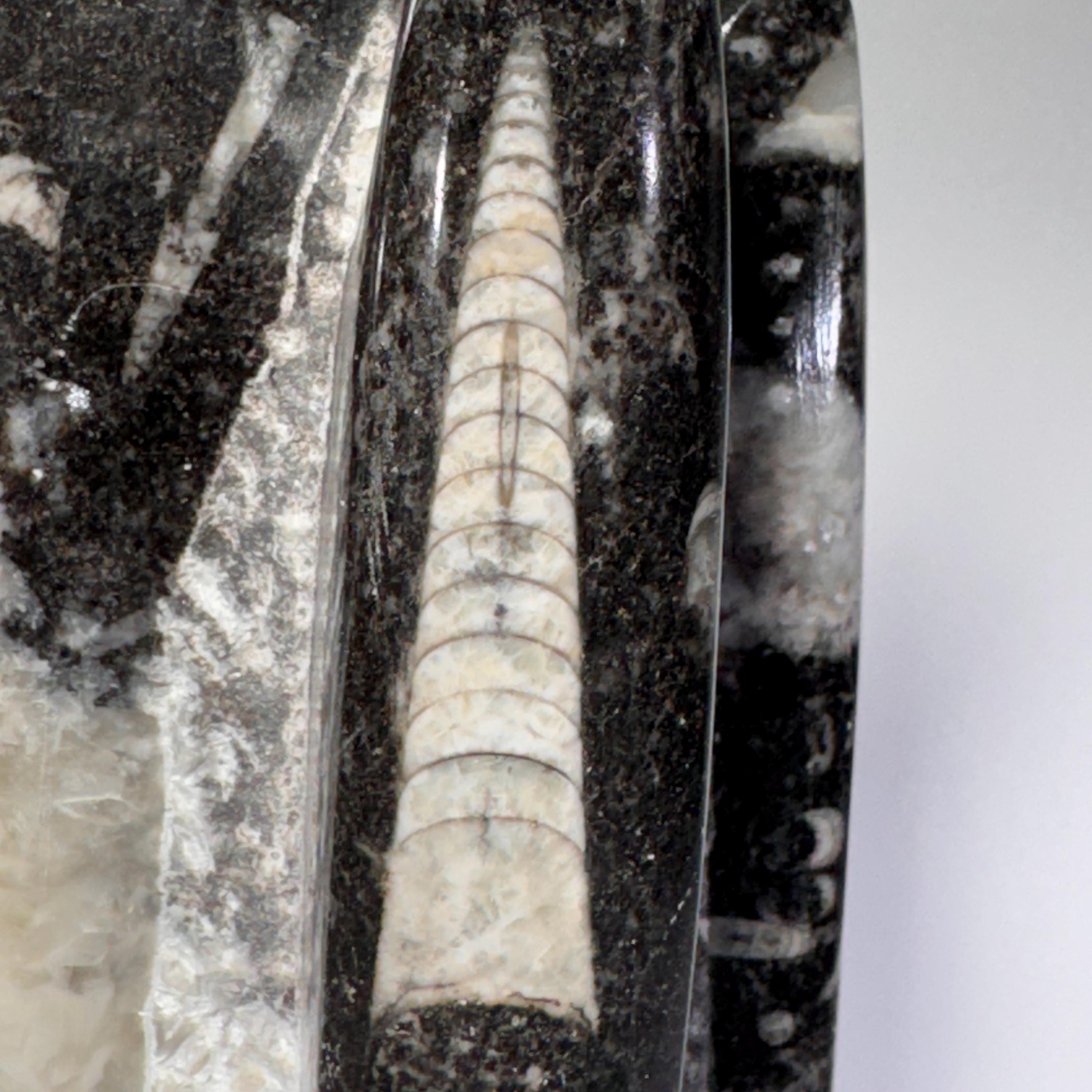 [shopname] - Orthoceras fossil tower, fossil cephalopod, rock decor