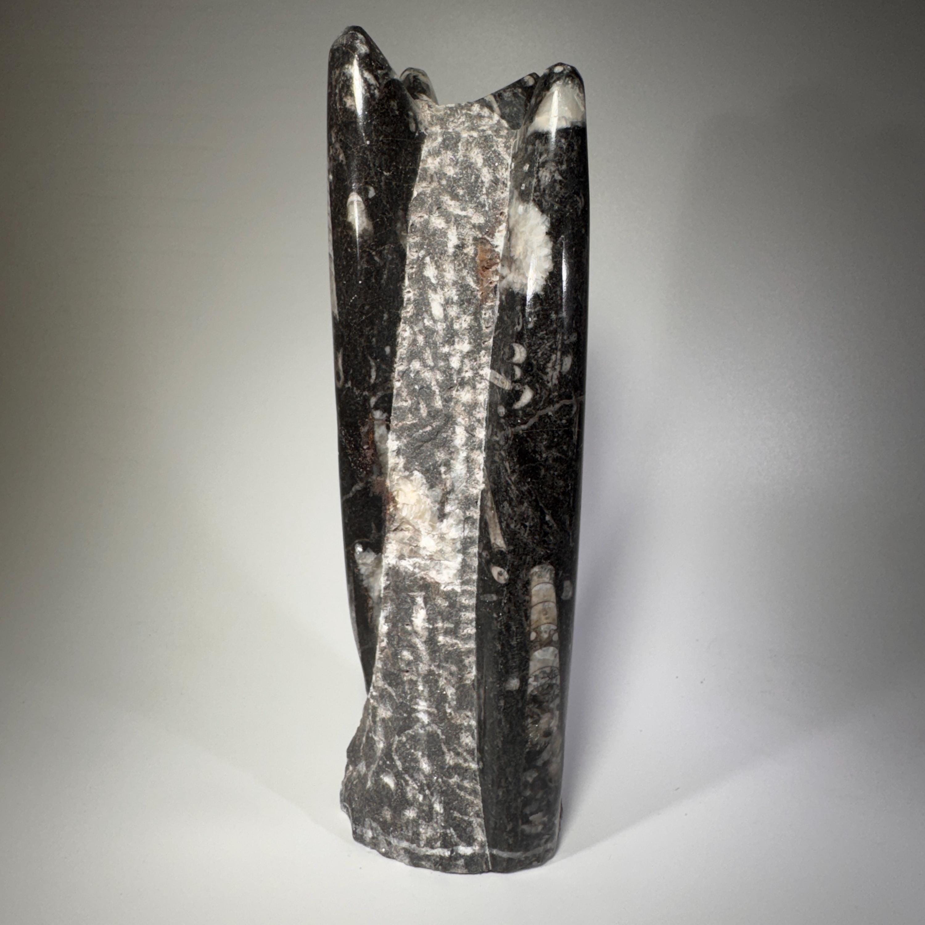 [shopname] - Orthoceras fossil tower, fossil cephalopod, rock decor
