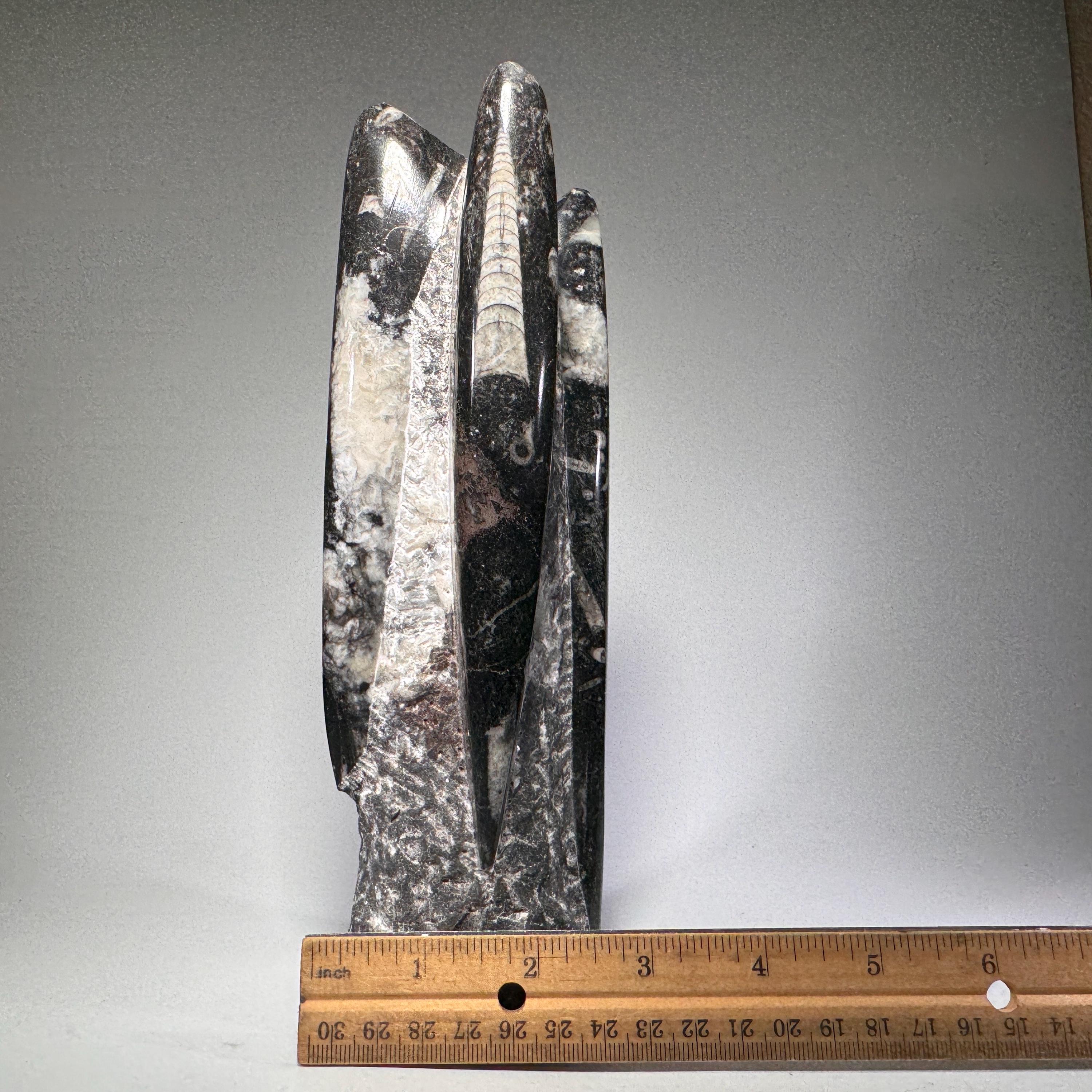 [shopname] - Orthoceras fossil tower, fossil cephalopod, rock decor