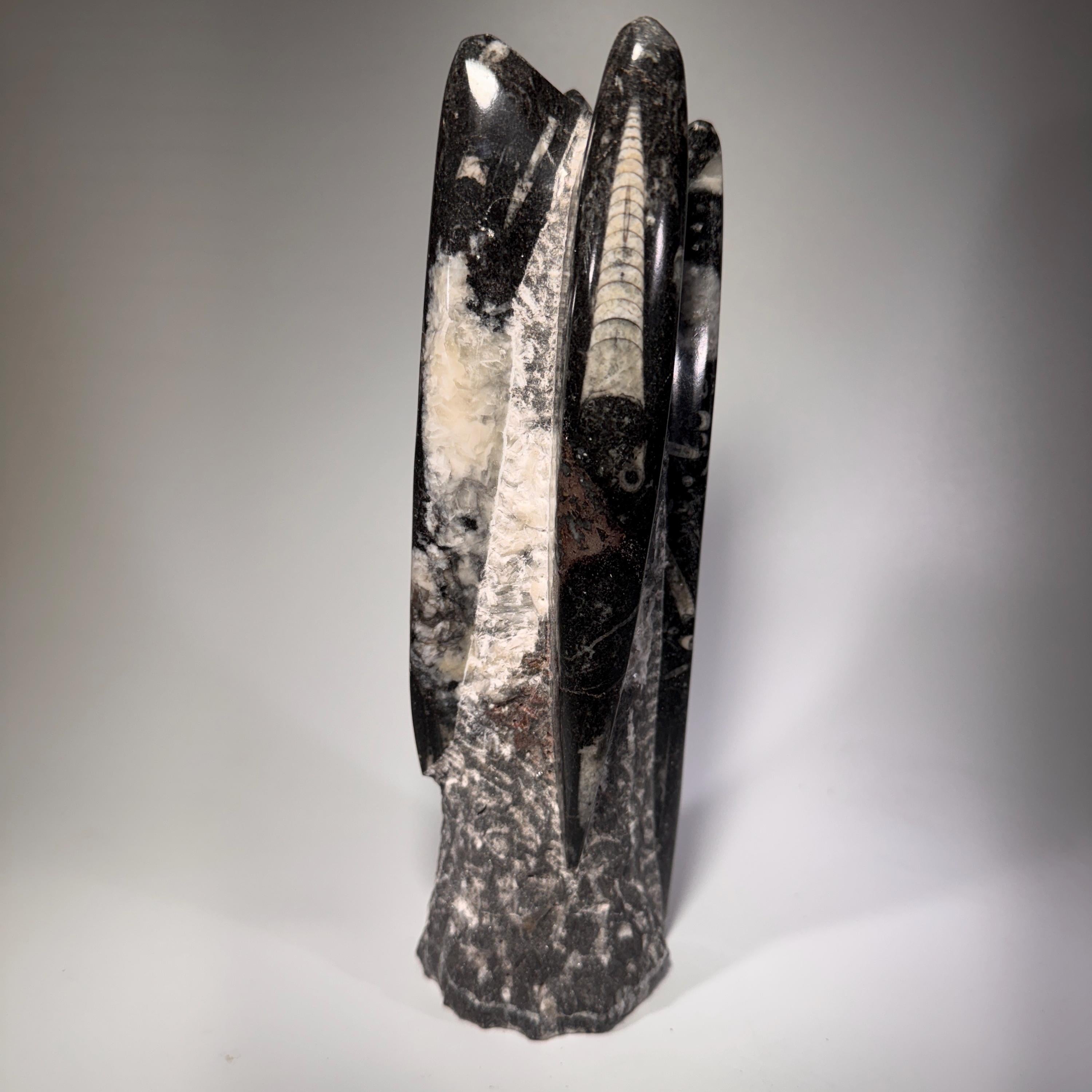 [shopname] - Orthoceras fossil tower, fossil cephalopod, rock decor
