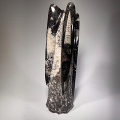 [shopname] - Orthoceras fossil tower, fossil cephalopod, rock decor