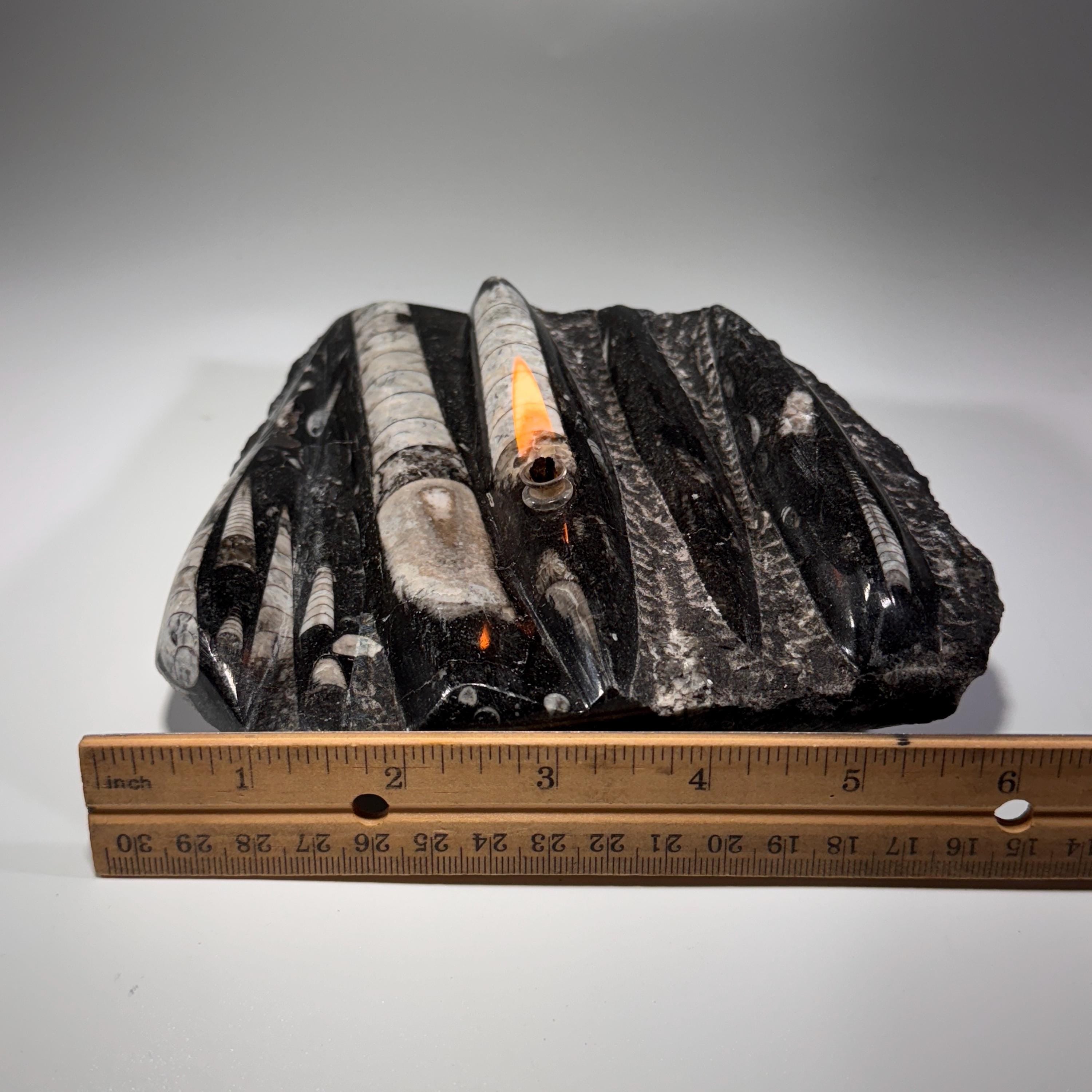 [shopname] - Rock oil lamp, Orthoceras fossil | rustic home decor for rock or candle lover, rock decor