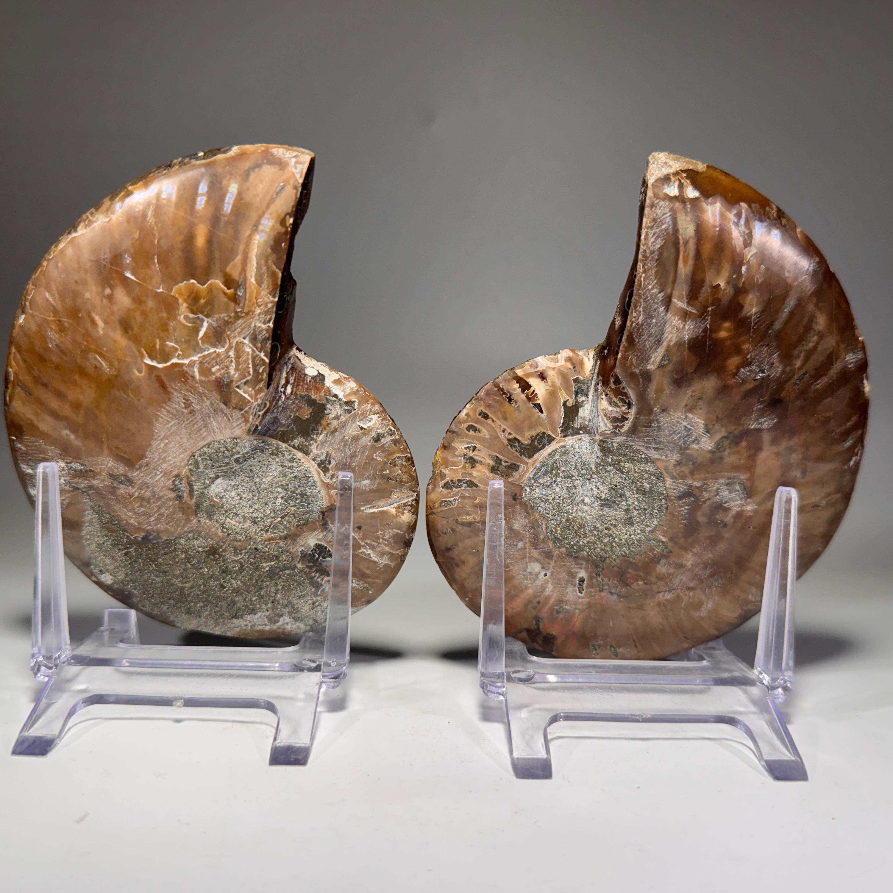[shopname] - Polished Ammonite Fossil Pair: Madagascar Cephalopod Collectable, rock decor