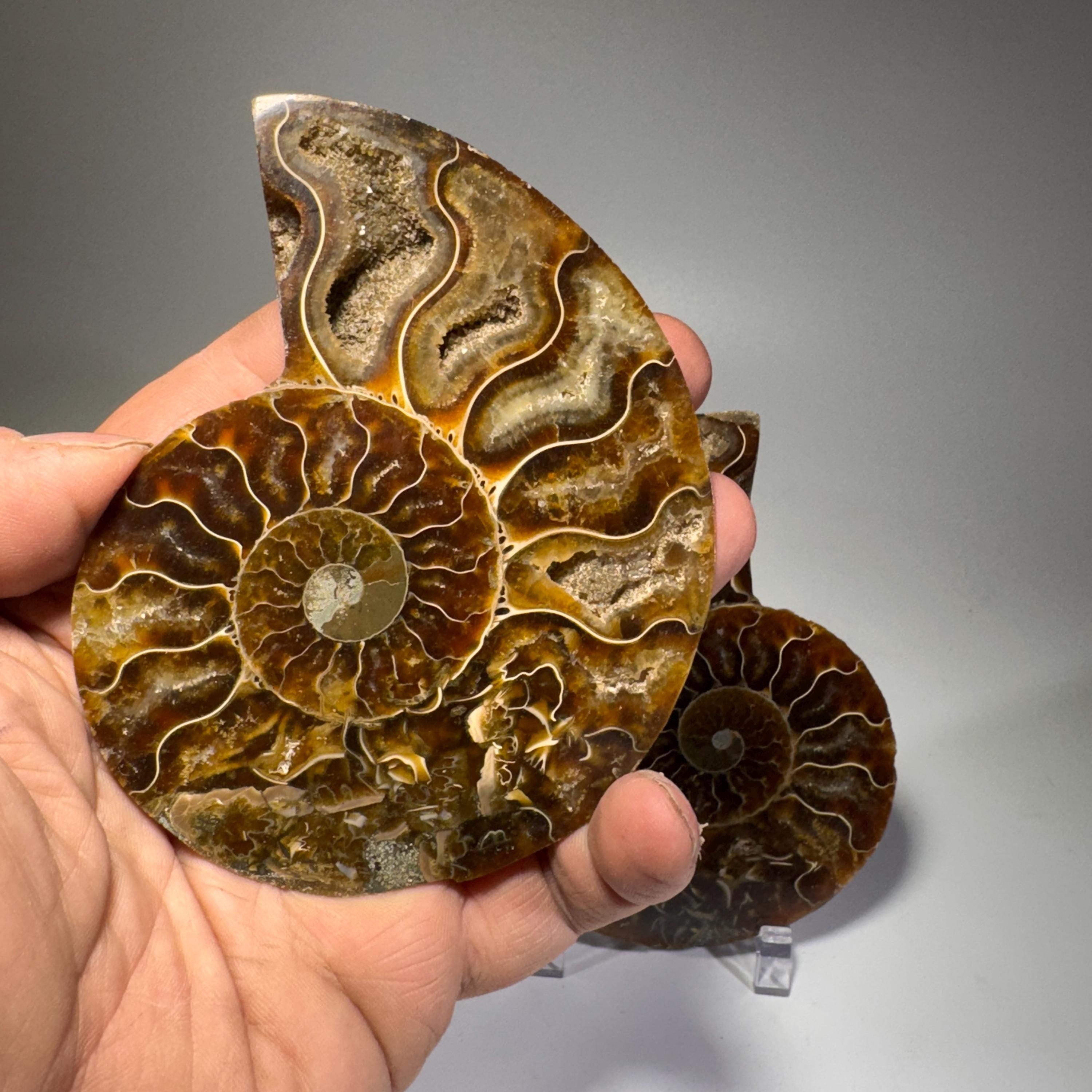 [shopname] - Polished Ammonite Fossil Pair: Madagascar Cephalopod Collectable, rock decor
