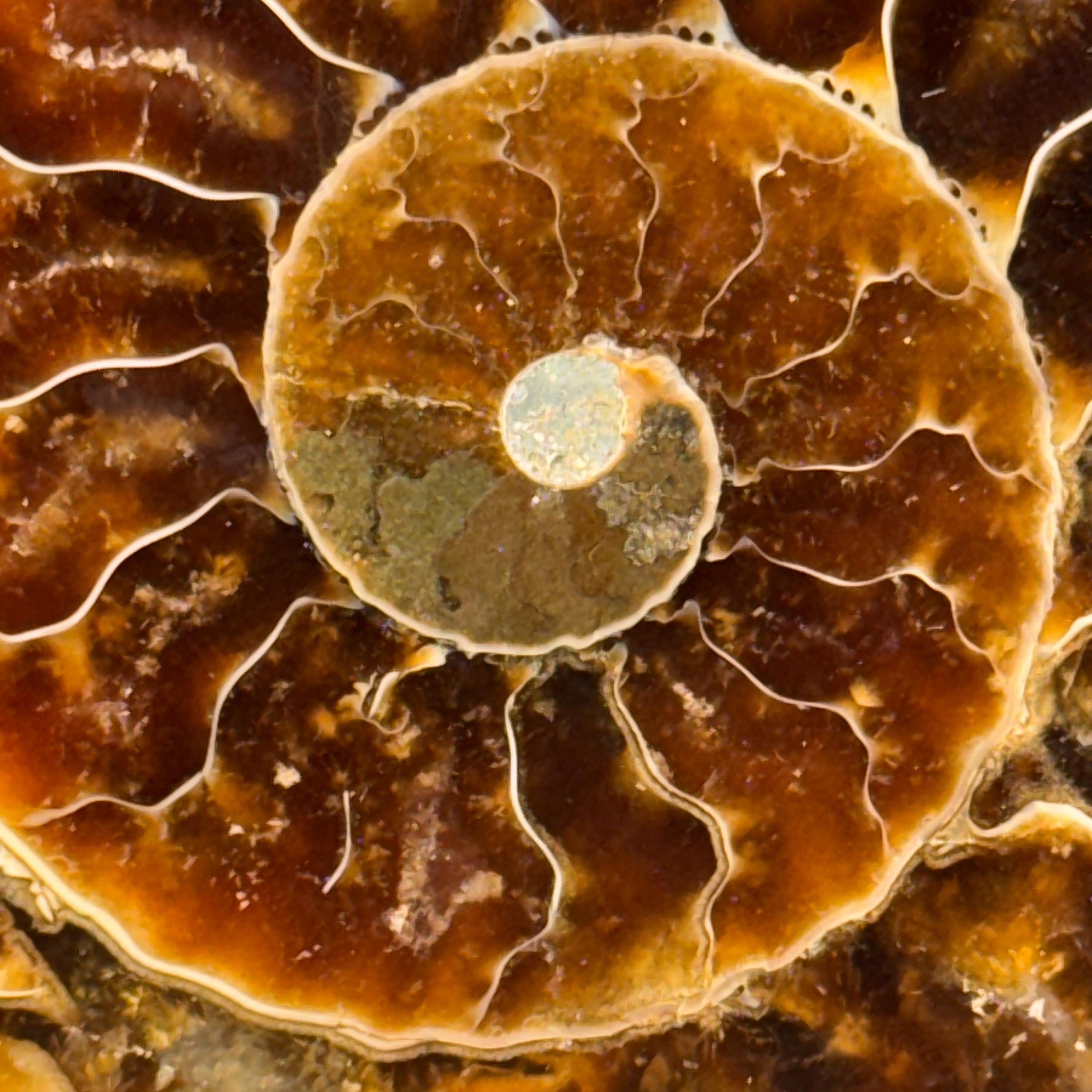 [shopname] - Polished Ammonite Fossil Pair: Madagascar Cephalopod Collectable, rock decor