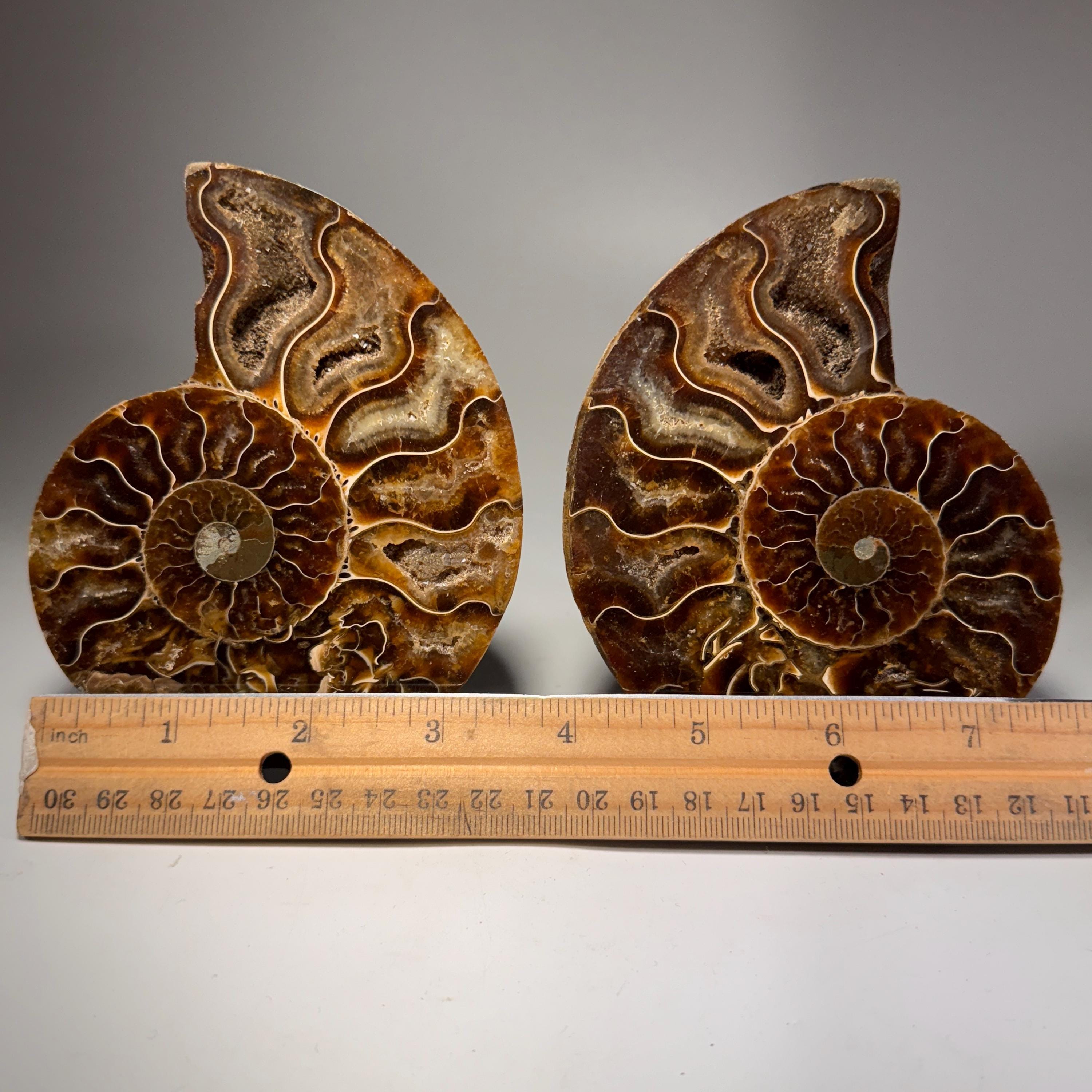 [shopname] - Polished Ammonite Fossil Pair: Madagascar Cephalopod Collectable, rock decor