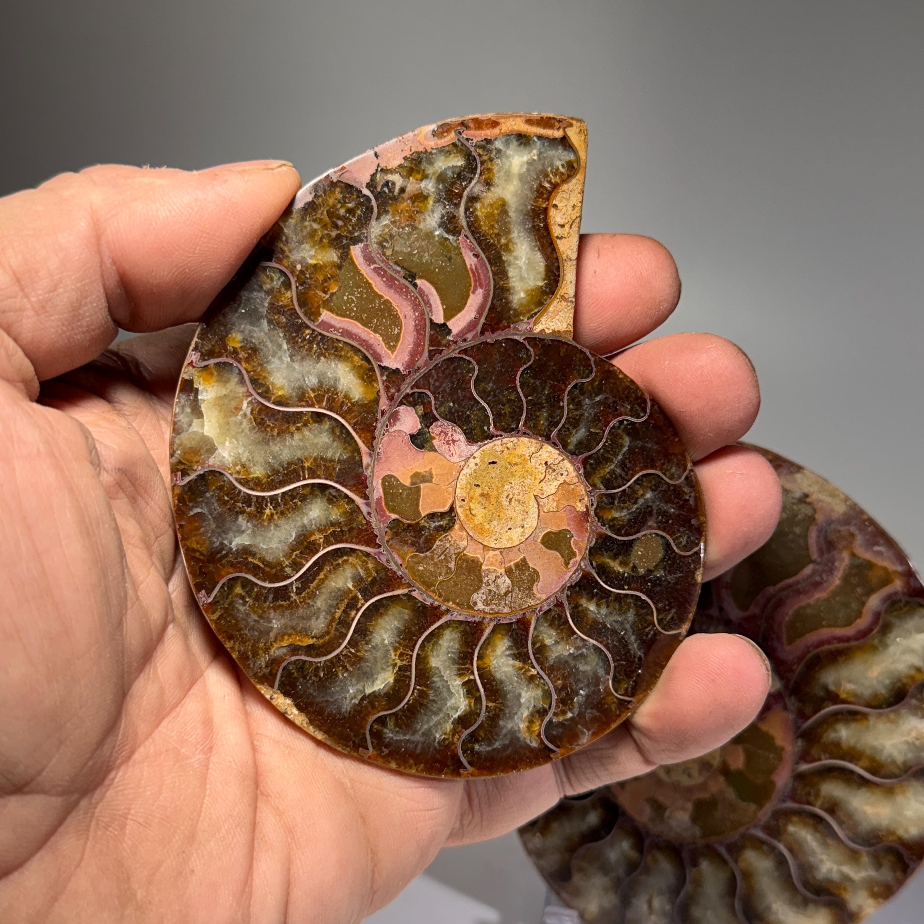 [shopname] - Ammonite fossil pair | fossil nautilus, fossil cephalopod, fossil collectable, Madagascar specimen, polished ammonite, rock fossil collector, rock decor