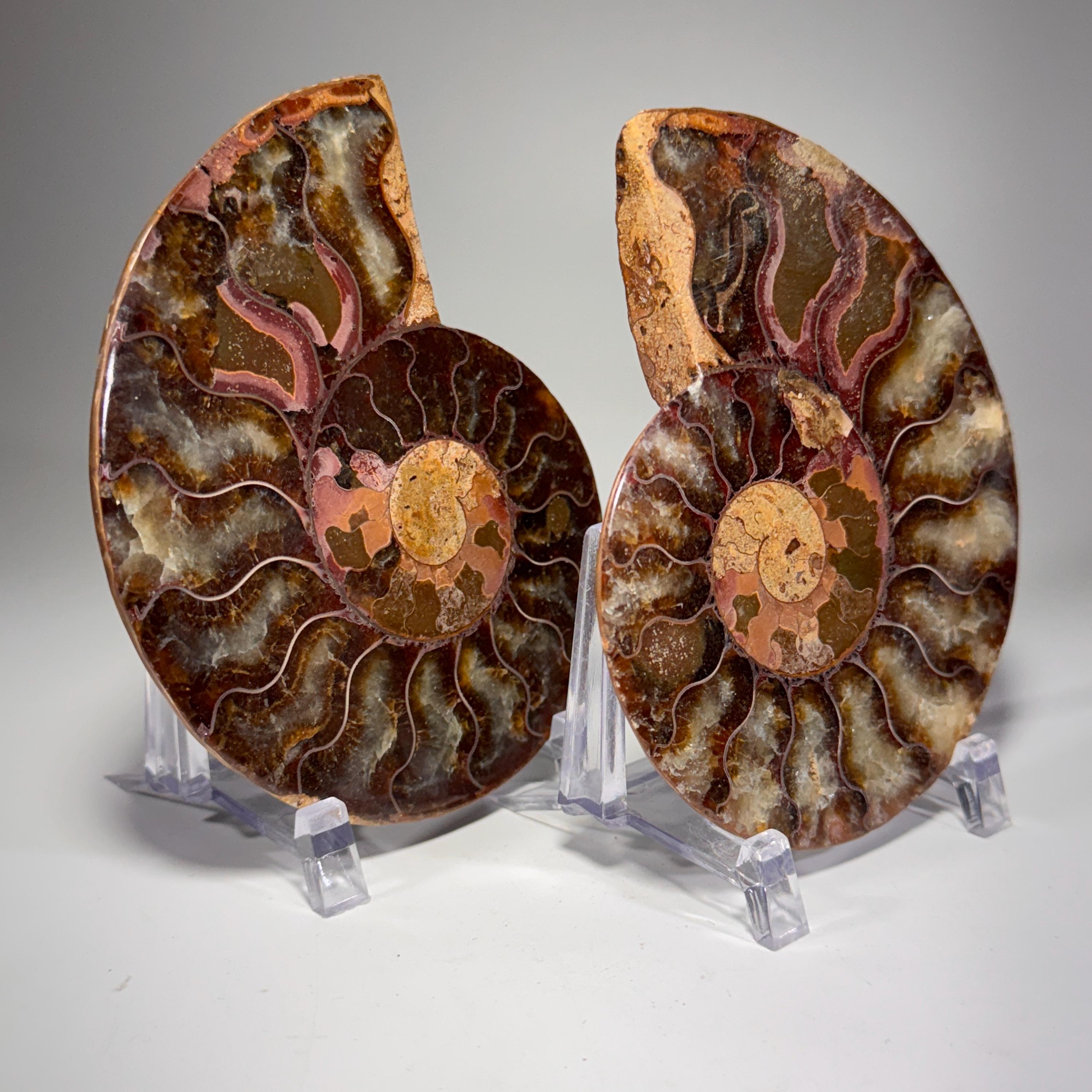 [shopname] - Ammonite fossil pair | fossil nautilus, fossil cephalopod, fossil collectable, Madagascar specimen, polished ammonite, rock fossil collector, rock decor