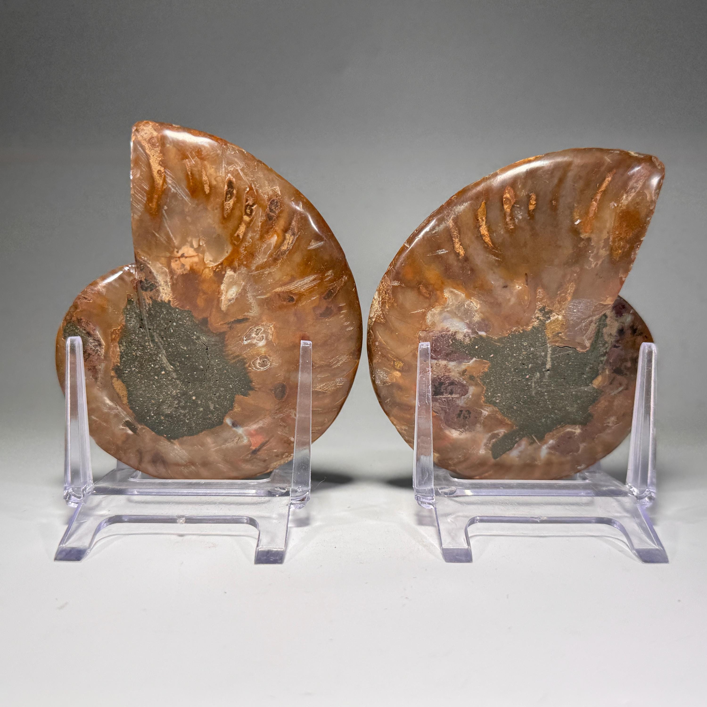 [shopname] - Ammonite fossil pair | fossil nautilus, fossil cephalopod, fossil collectable, Madagascar specimen, polished ammonite, rock fossil collector, rock decor