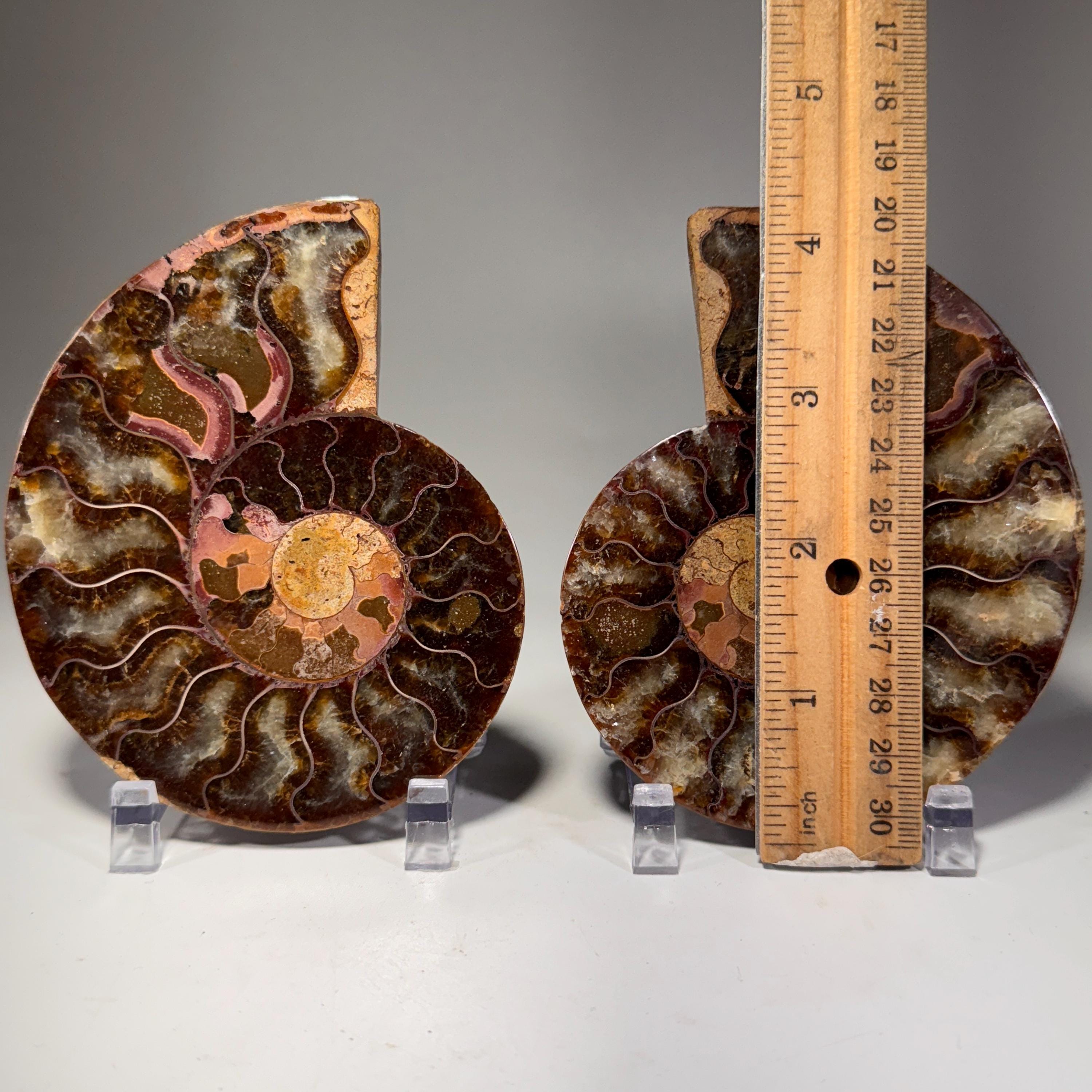 [shopname] - Ammonite fossil pair | fossil nautilus, fossil cephalopod, fossil collectable, Madagascar specimen, polished ammonite, rock fossil collector, rock decor