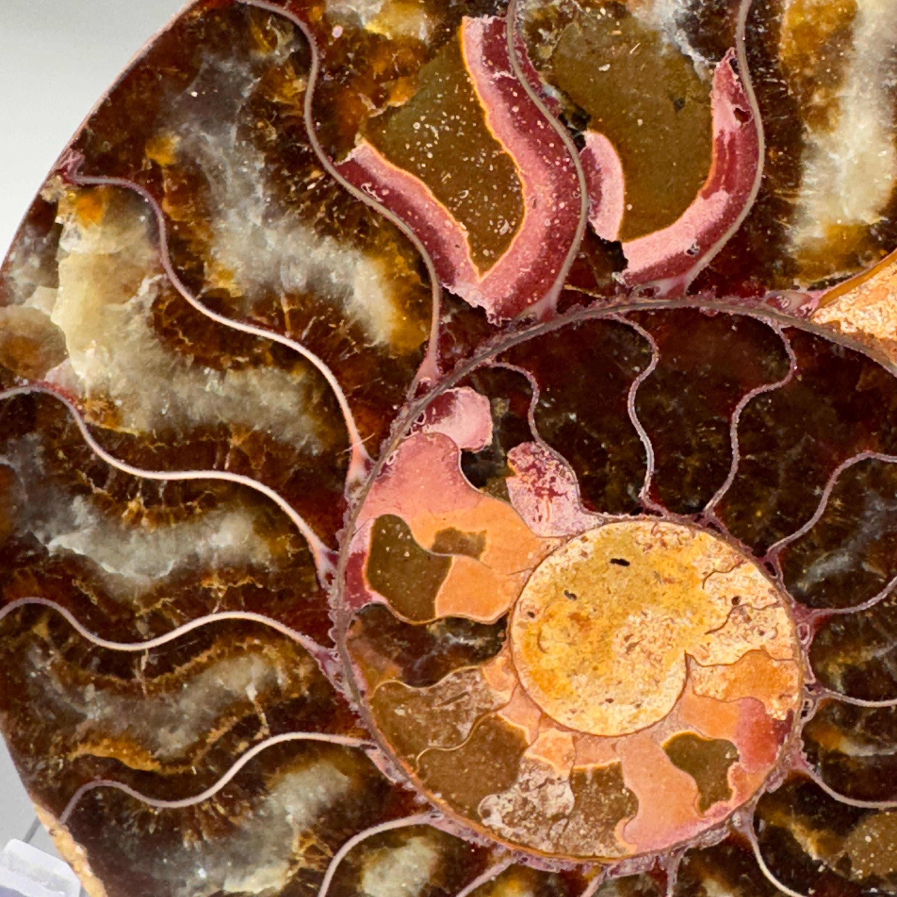 [shopname] - Ammonite fossil pair | fossil nautilus, fossil cephalopod, fossil collectable, Madagascar specimen, polished ammonite, rock fossil collector, rock decor