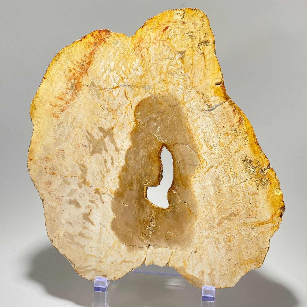 [shopname] - Petrified wood specimen in an acrylic stand, rock decor