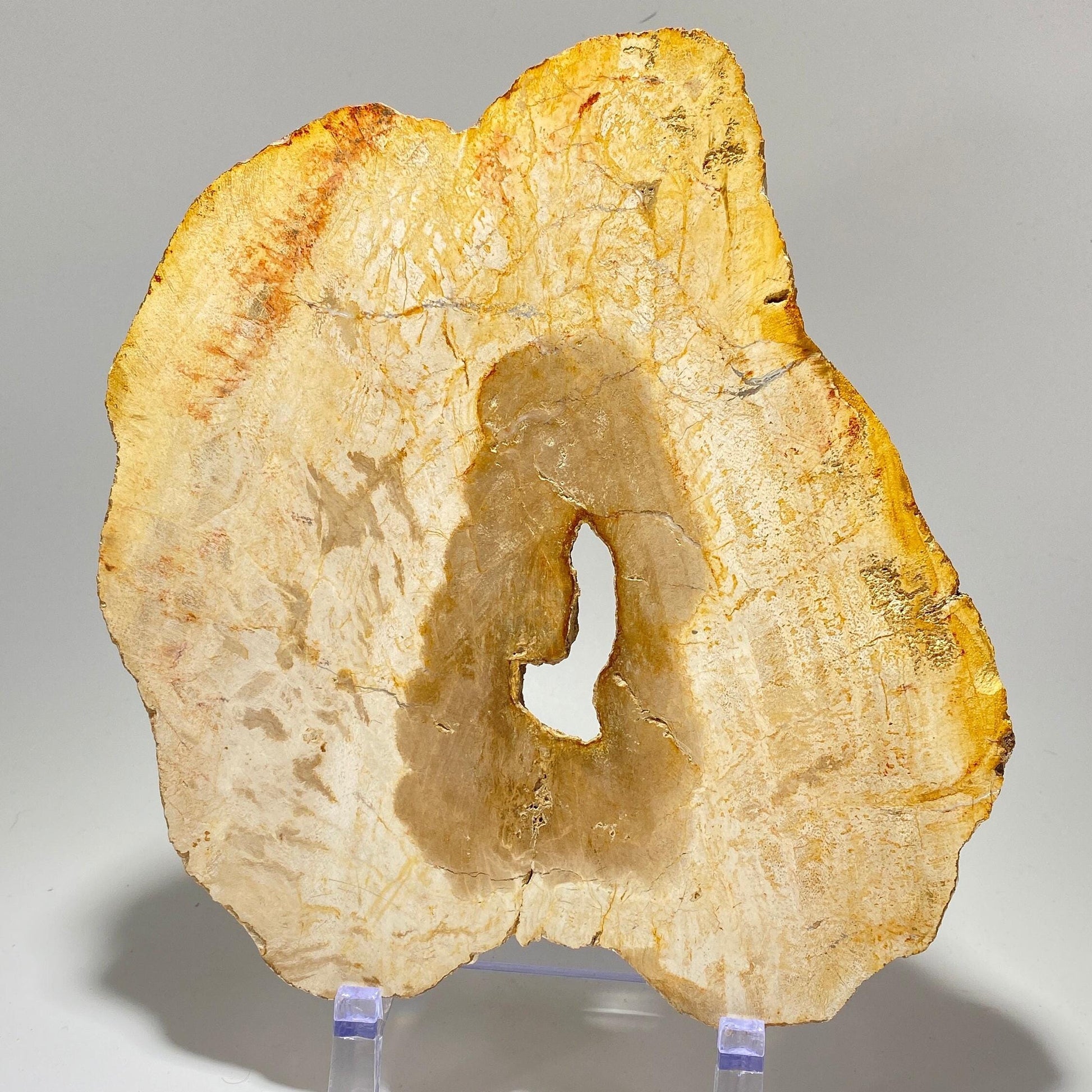 [shopname] - Petrified wood specimen in an acrylic stand, rock decor