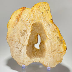 [shopname] - Petrified wood specimen in an acrylic stand, rock decor